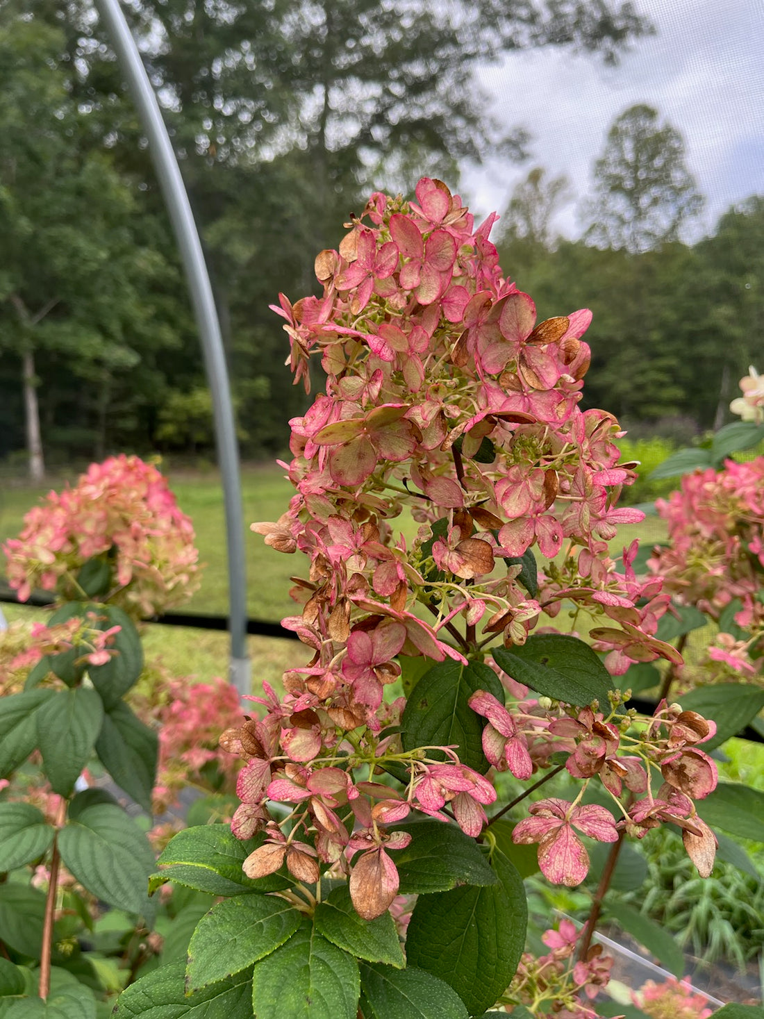 Hydrangea