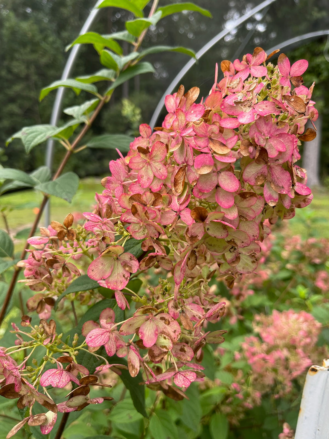 Hydrangea