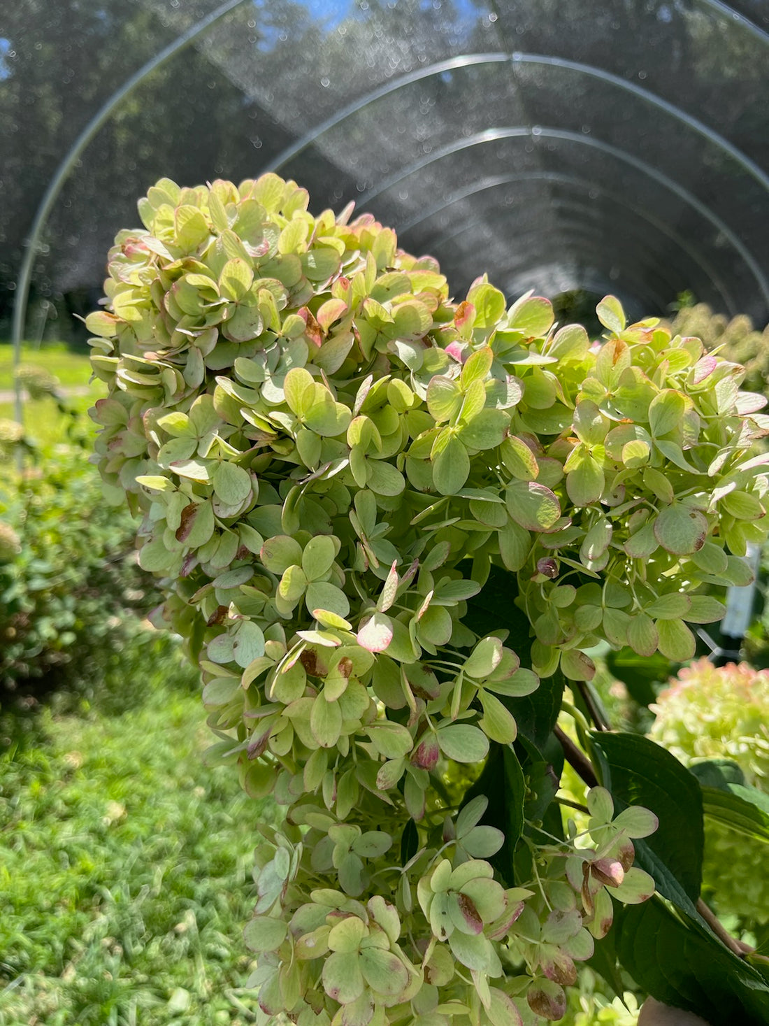 Hydrangea