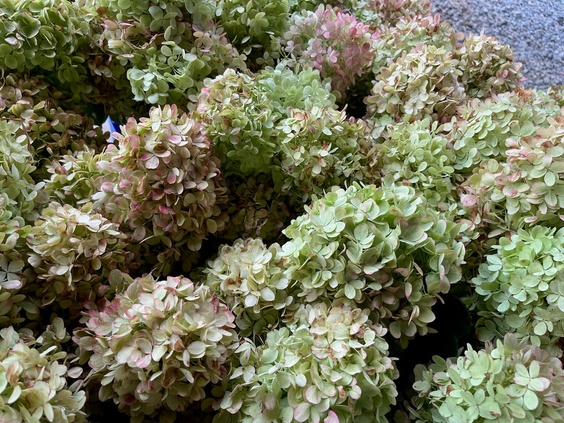 Hydrangea
