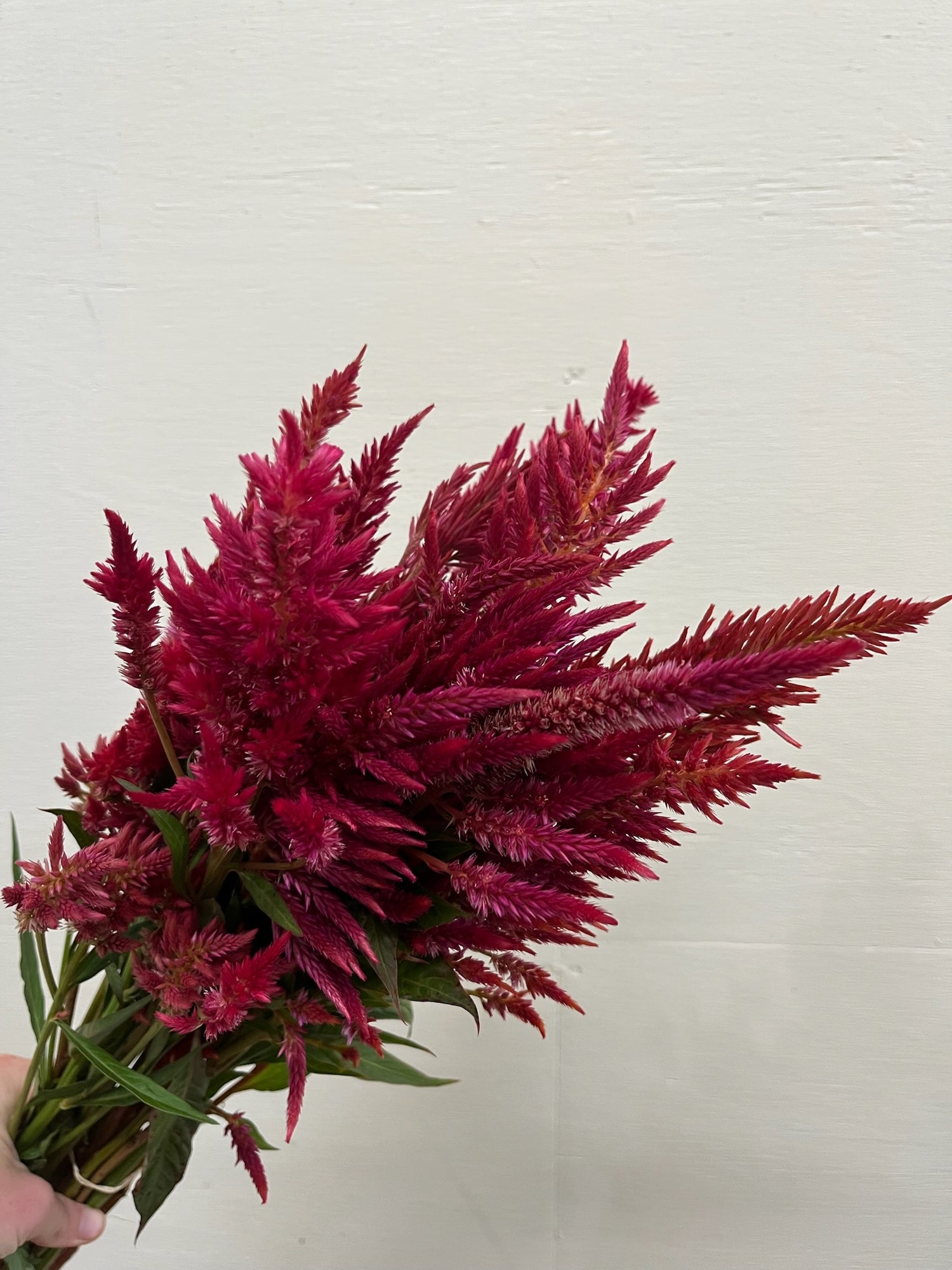 Celosia Plumed