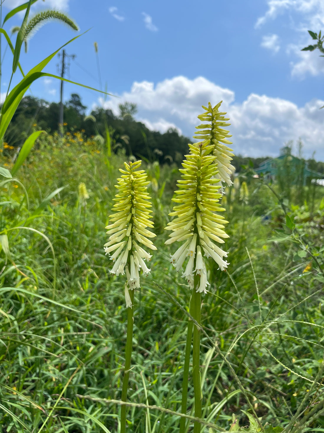 Kniphofia- Red Hot Poker Flower