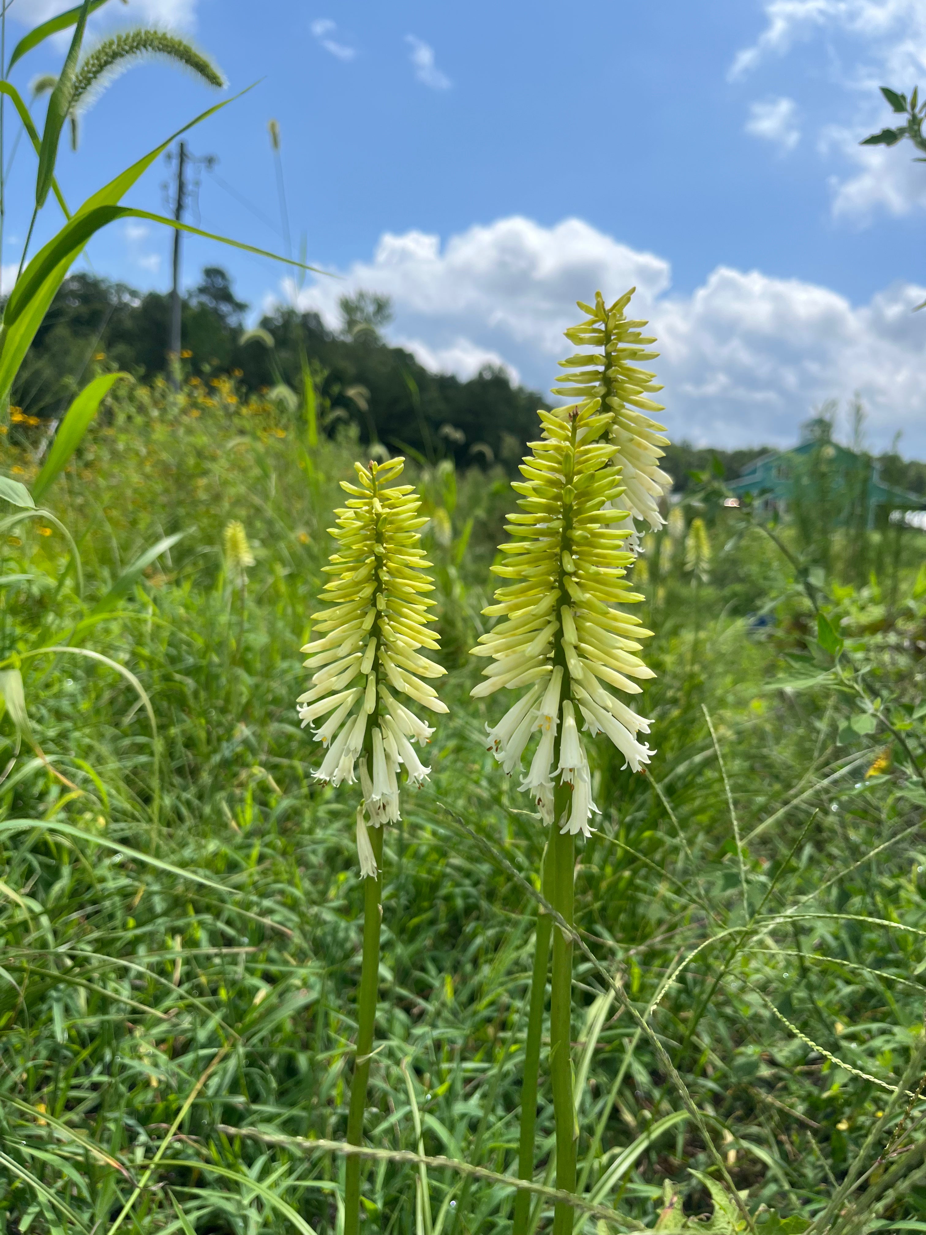 Kniphofia- Red Hot Poker Flower