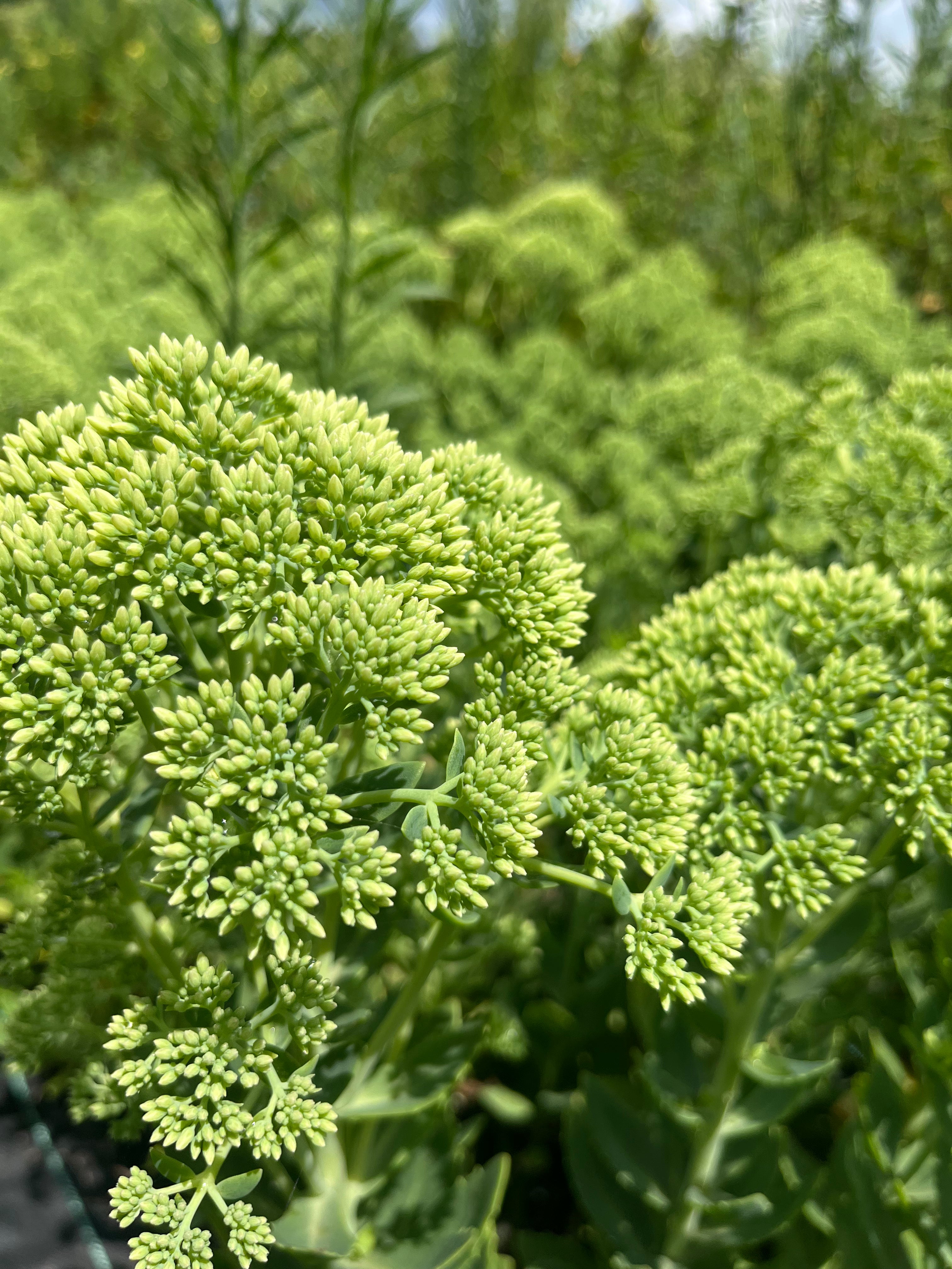 Sedum