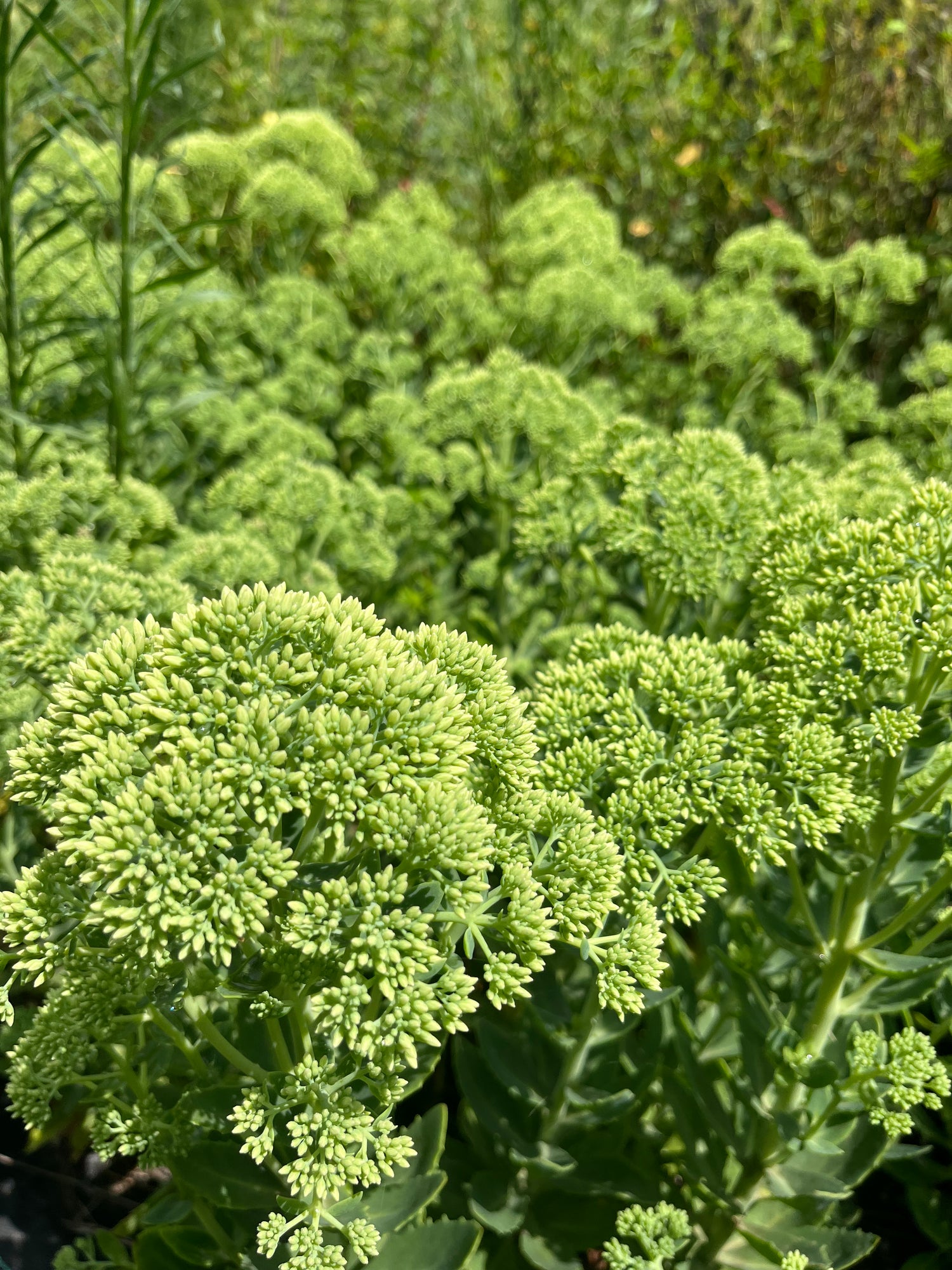 Sedum