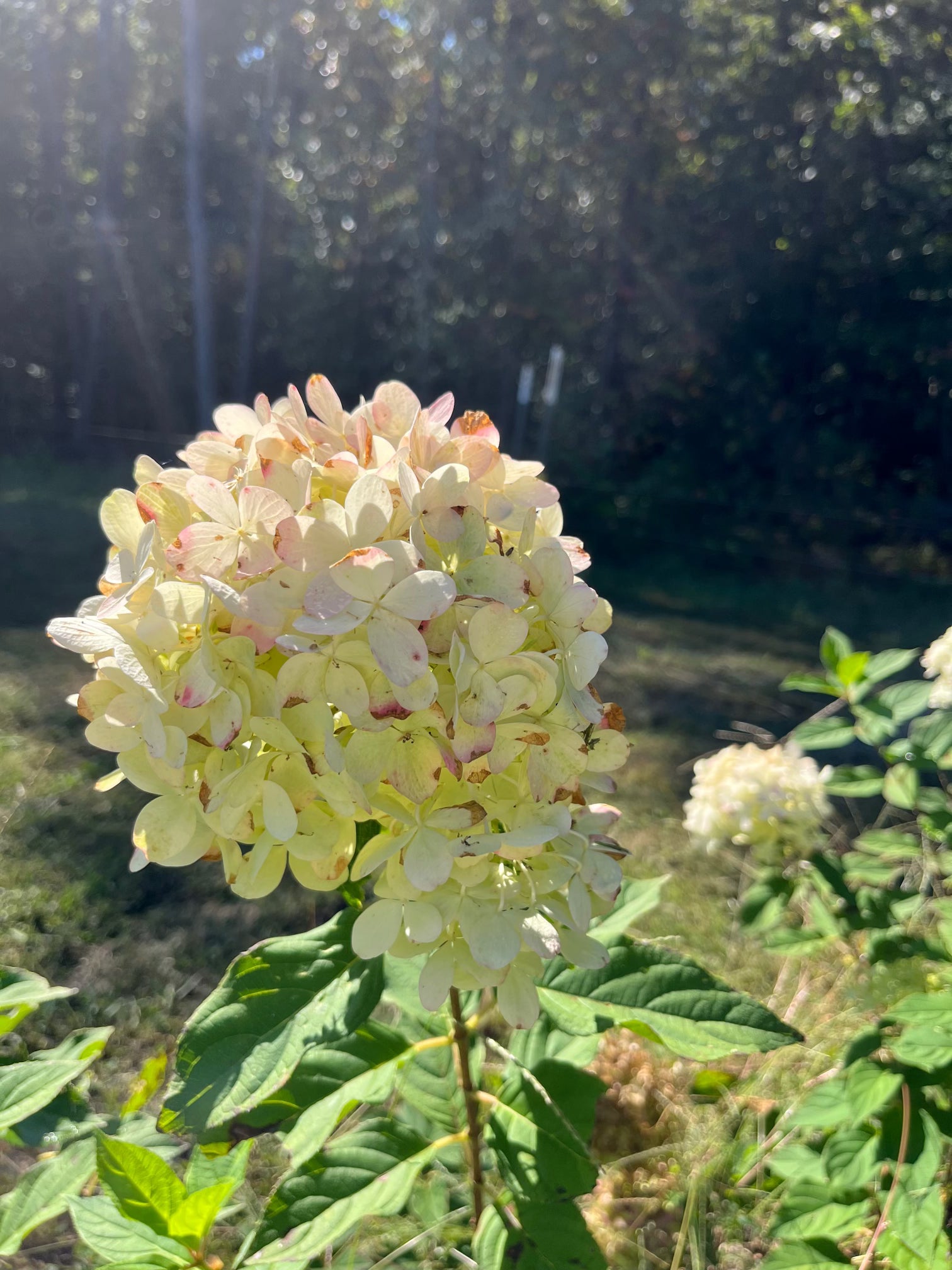 Hydrangea