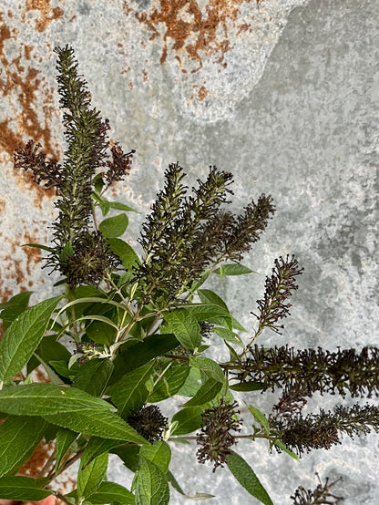 Butterfly Bush