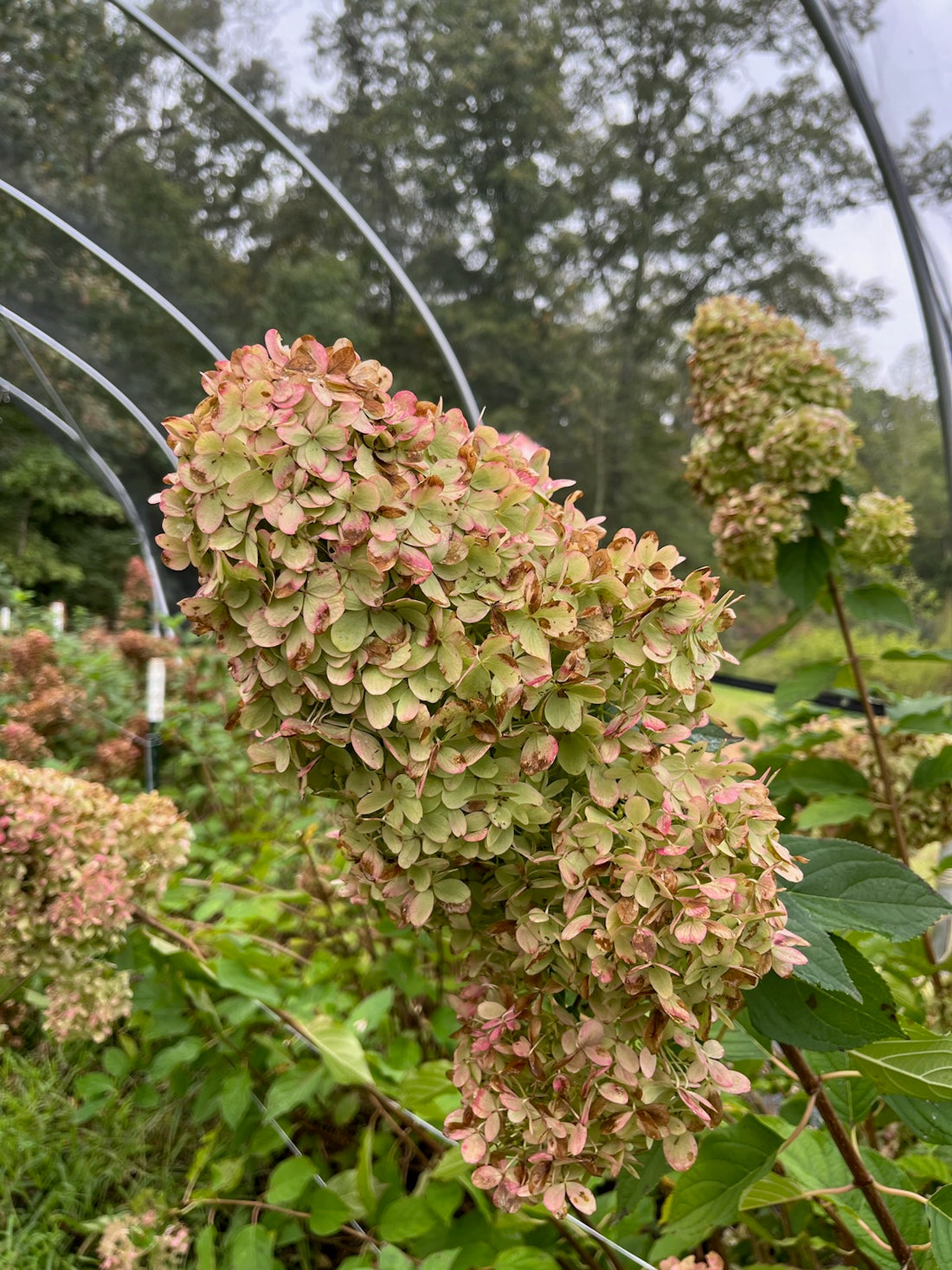 Hydrangea