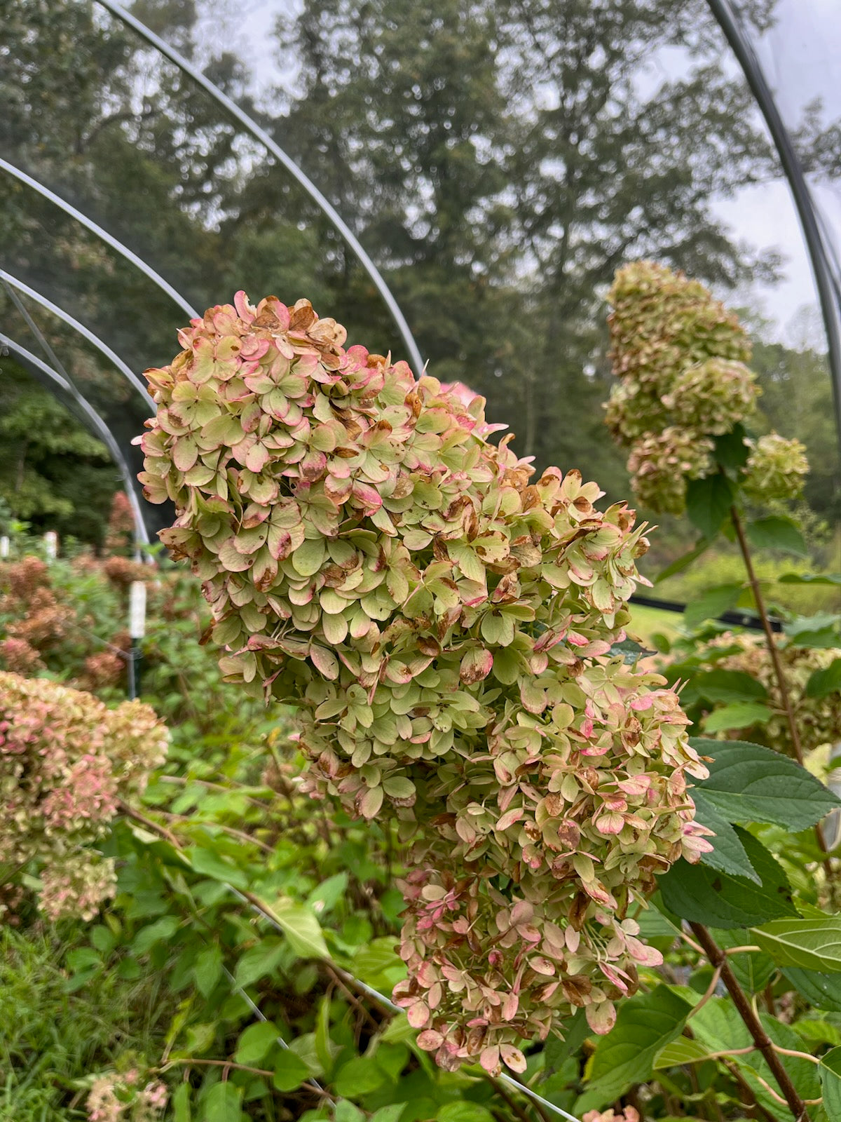 Hydrangea