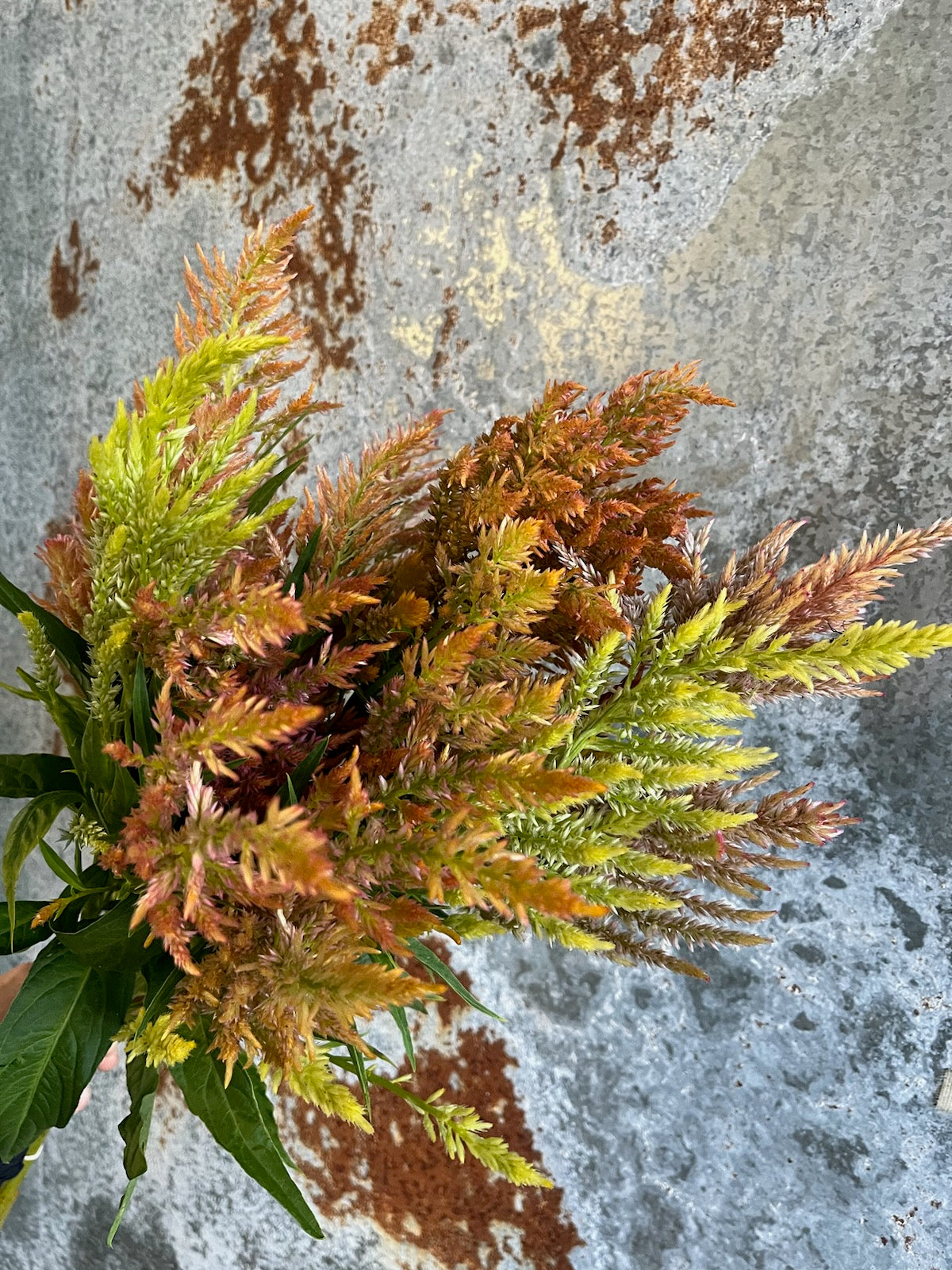 Celosia Plumed