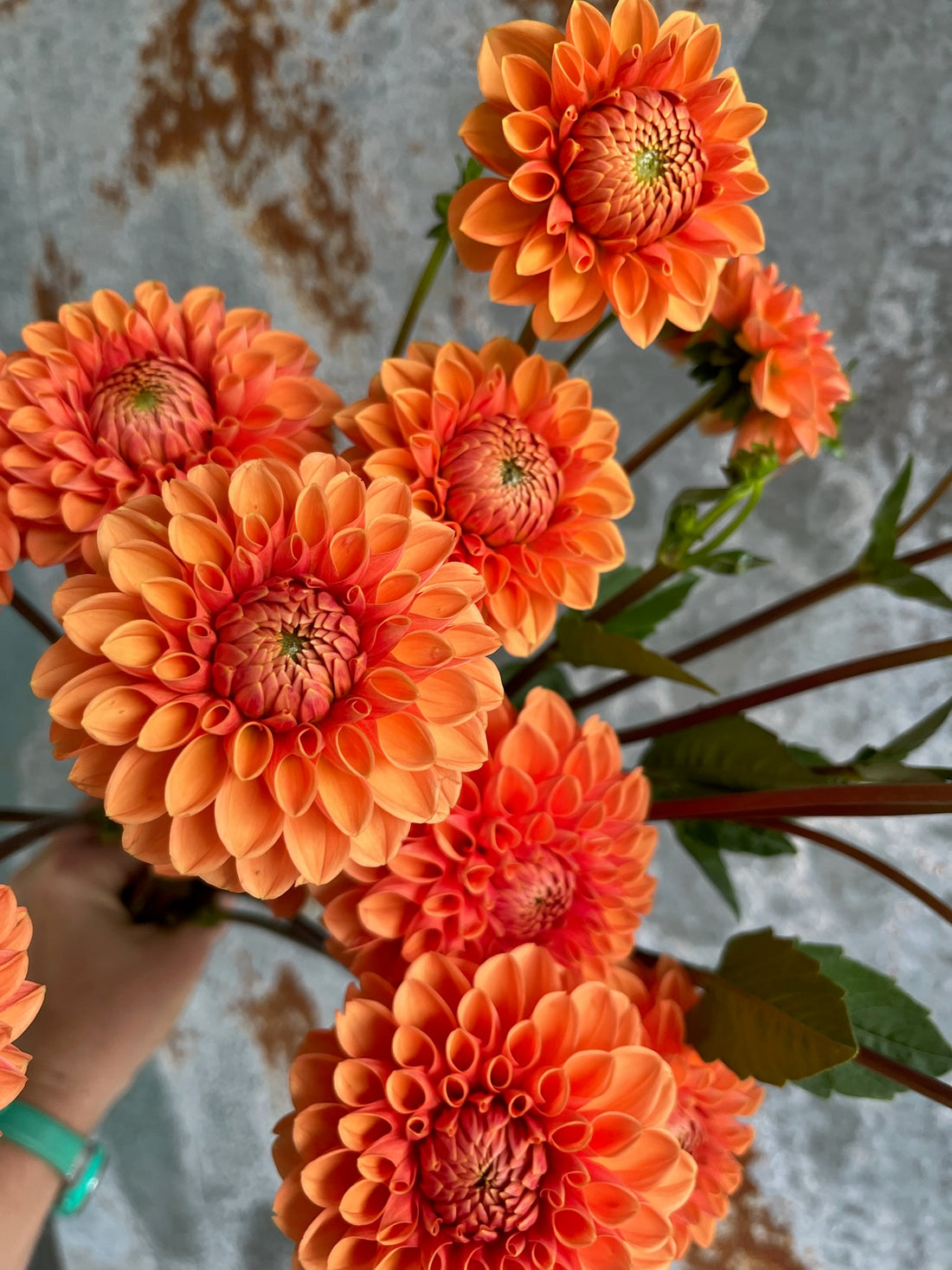 Dahlia