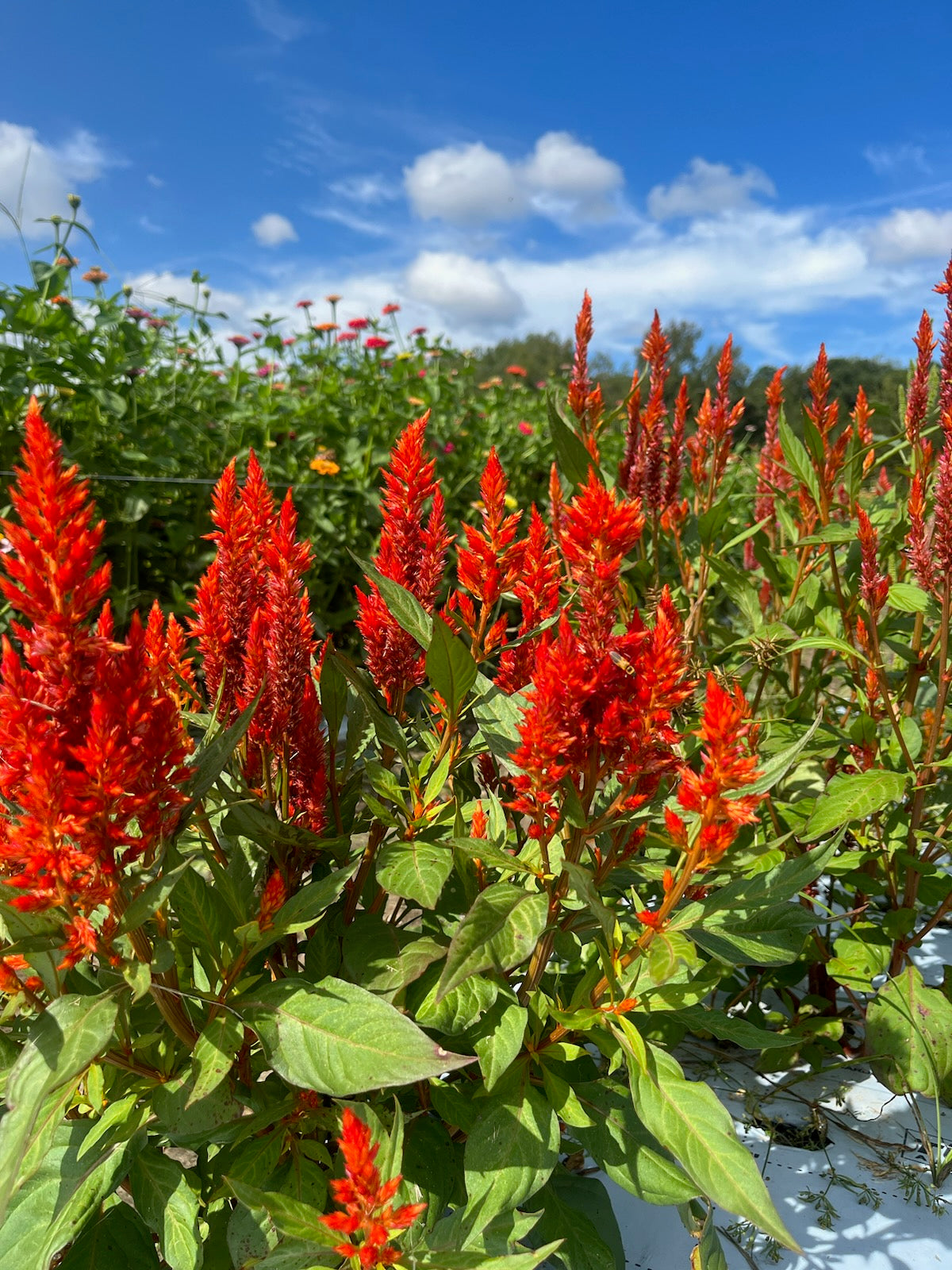 Celosia Plumed
