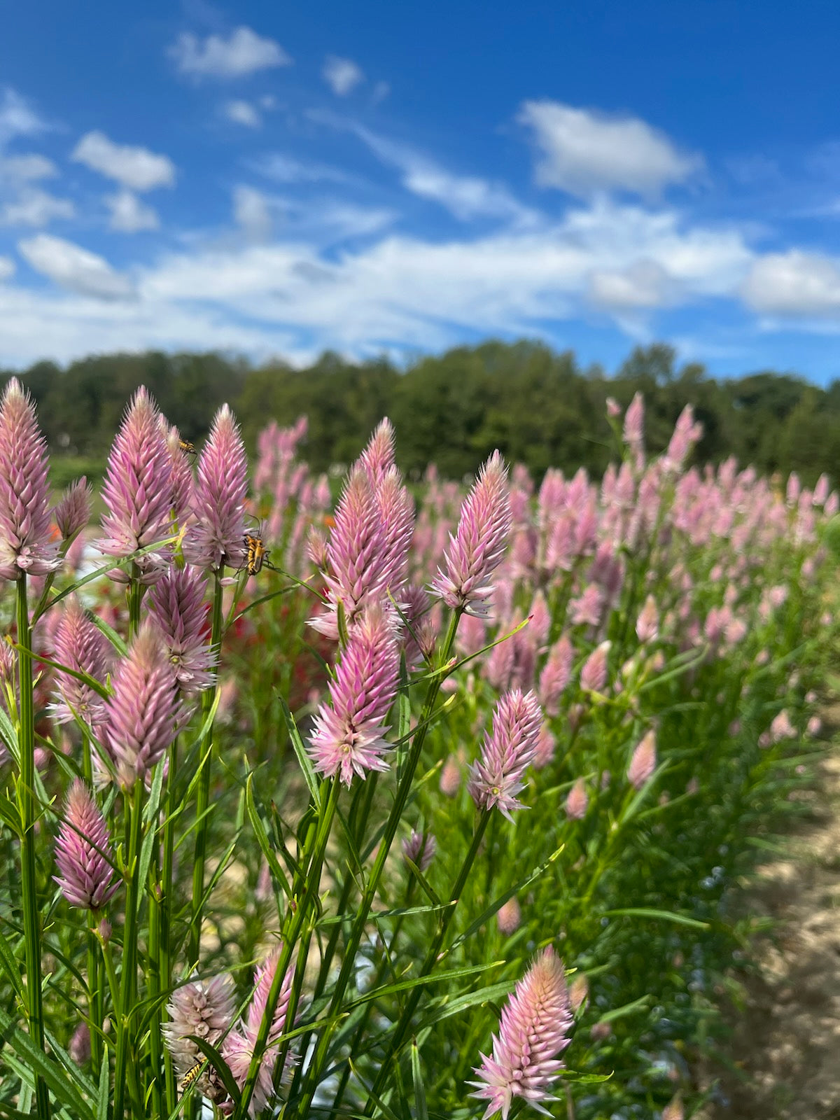Celosia Plumed