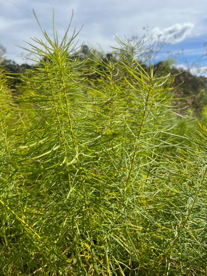 Amsonia- Blue Star