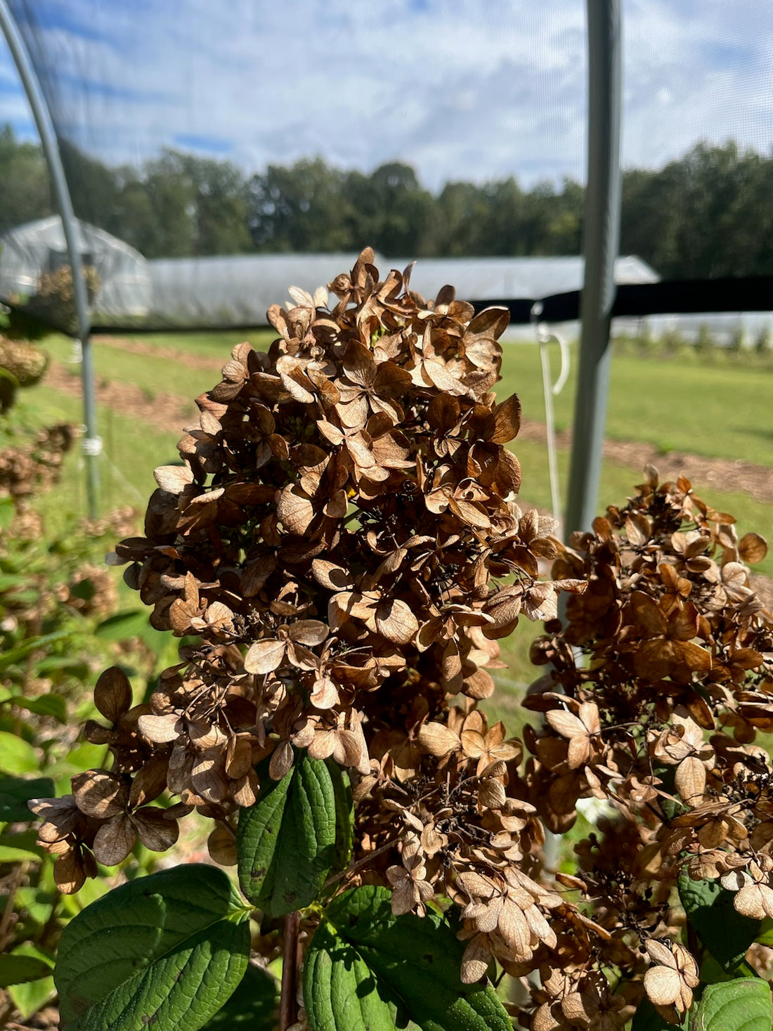 Hydrangea