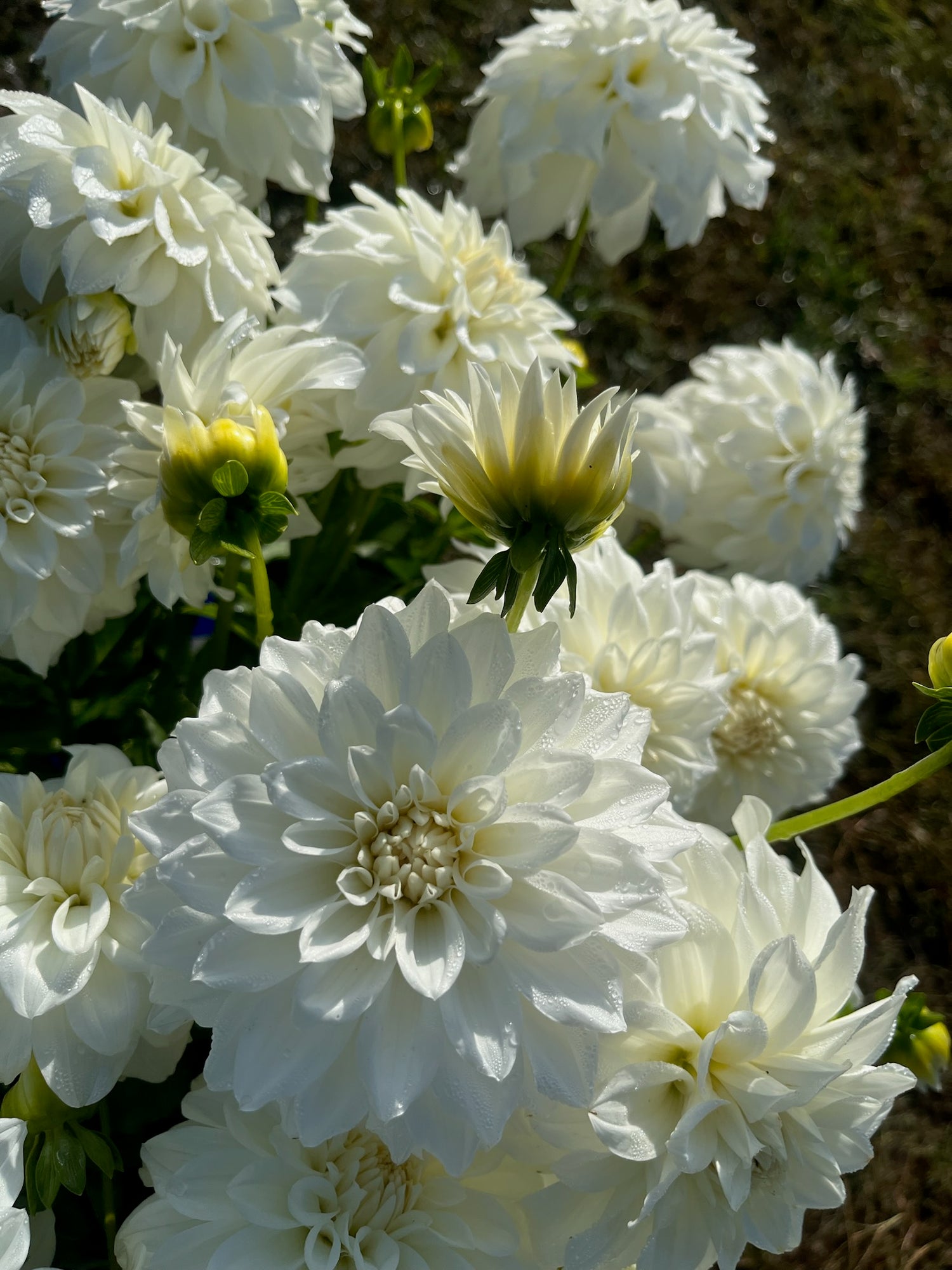 Dahlia