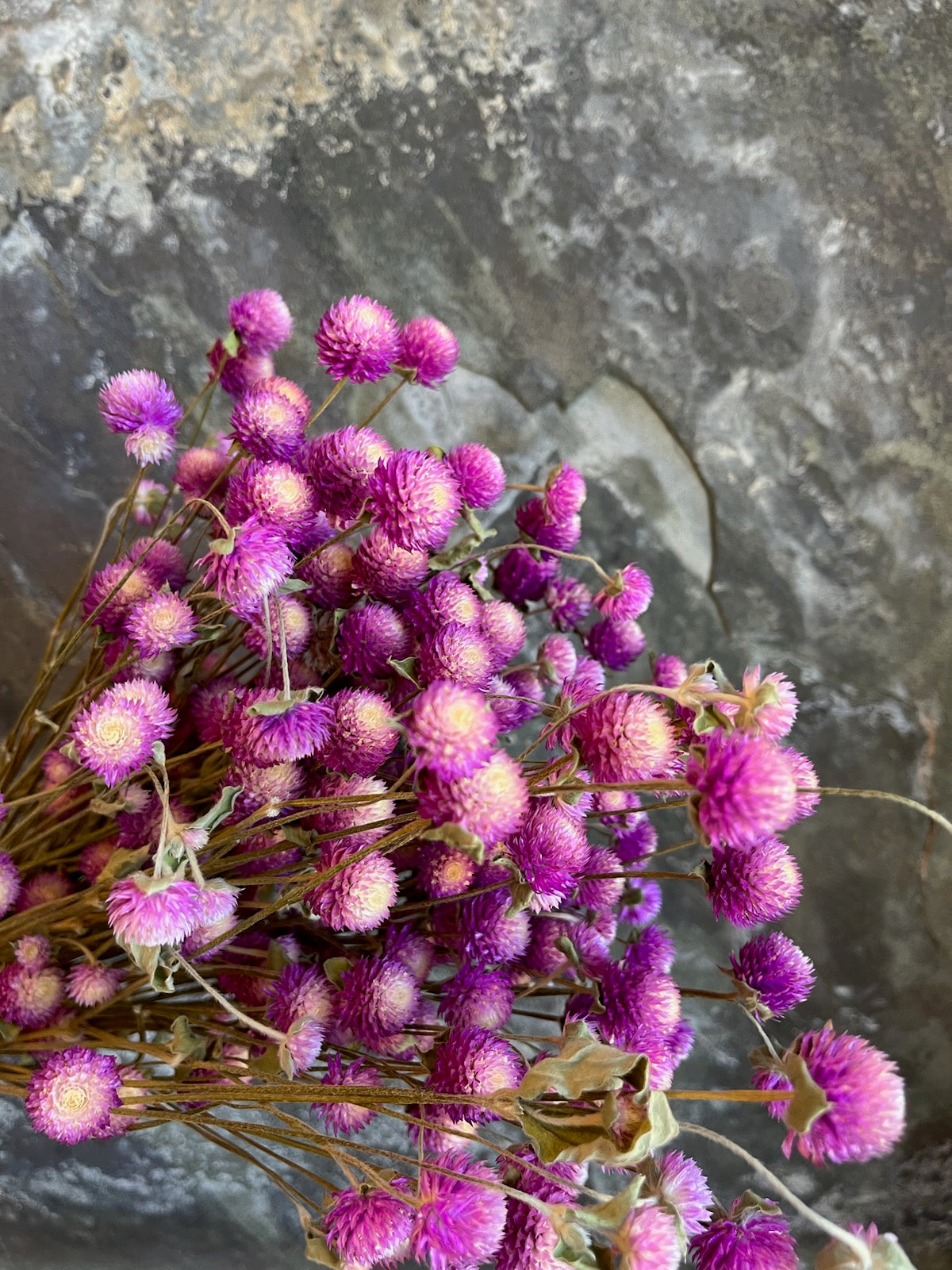 Gomphrena - DRIED
