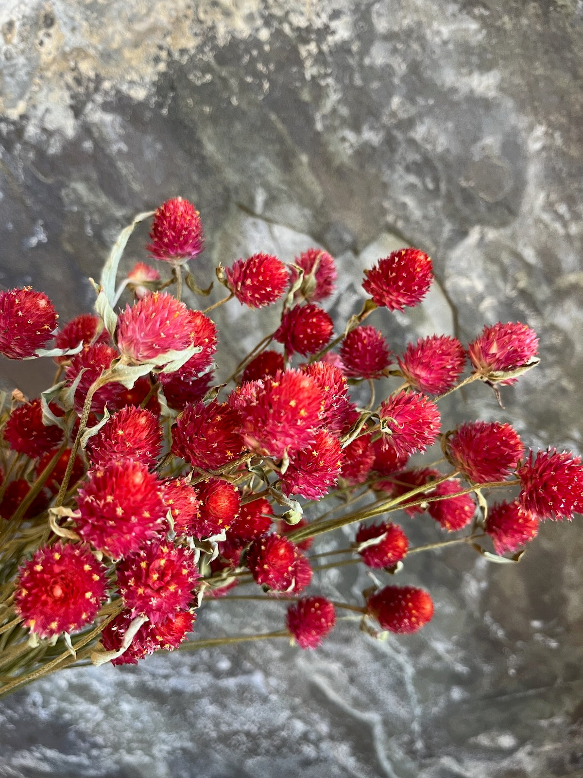 Gomphrena - DRIED