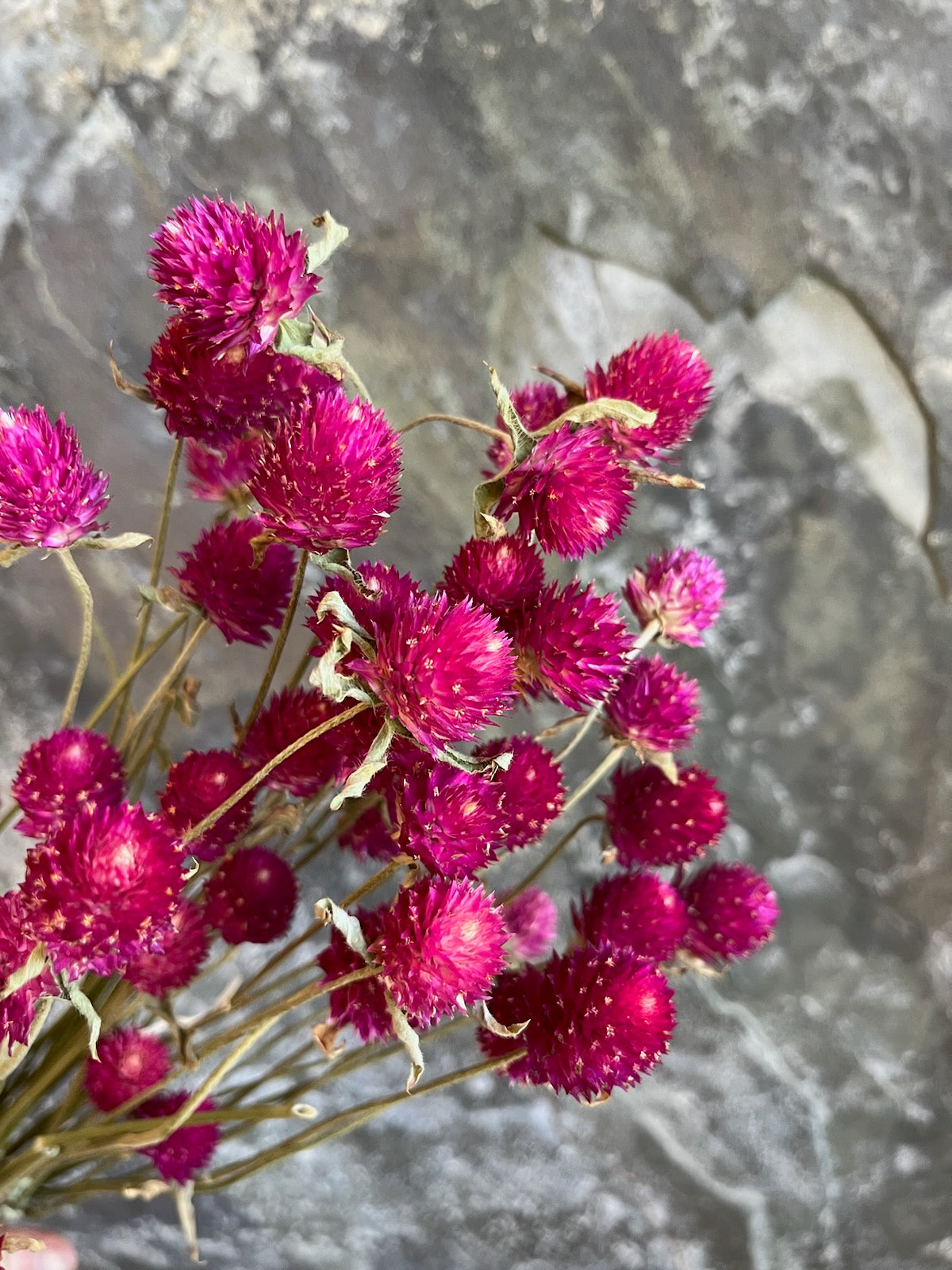 Gomphrena - DRIED