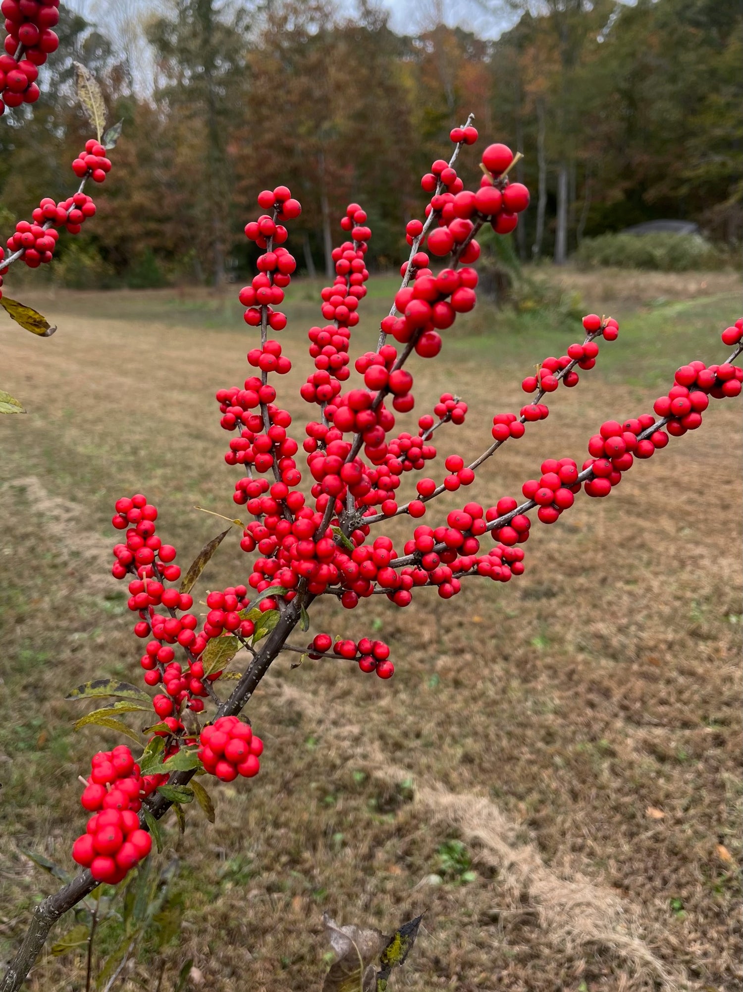 Winterberry