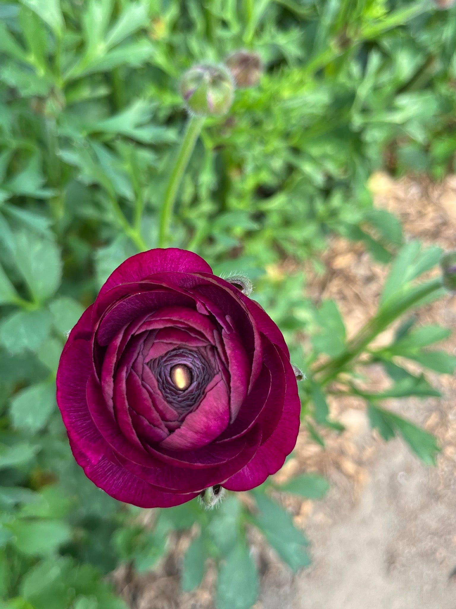 Ranunculus