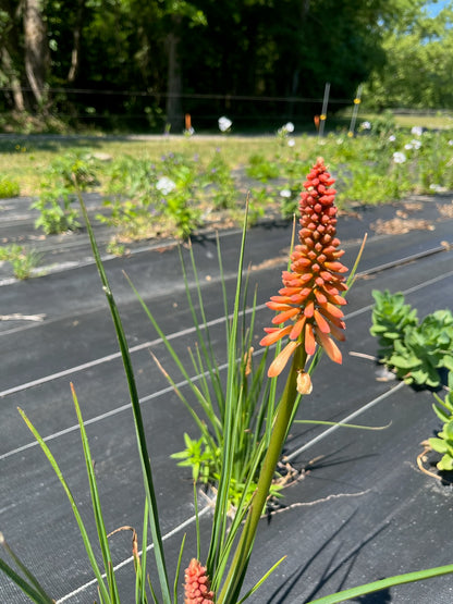 Kniphofia- Red Hot Poker Flower