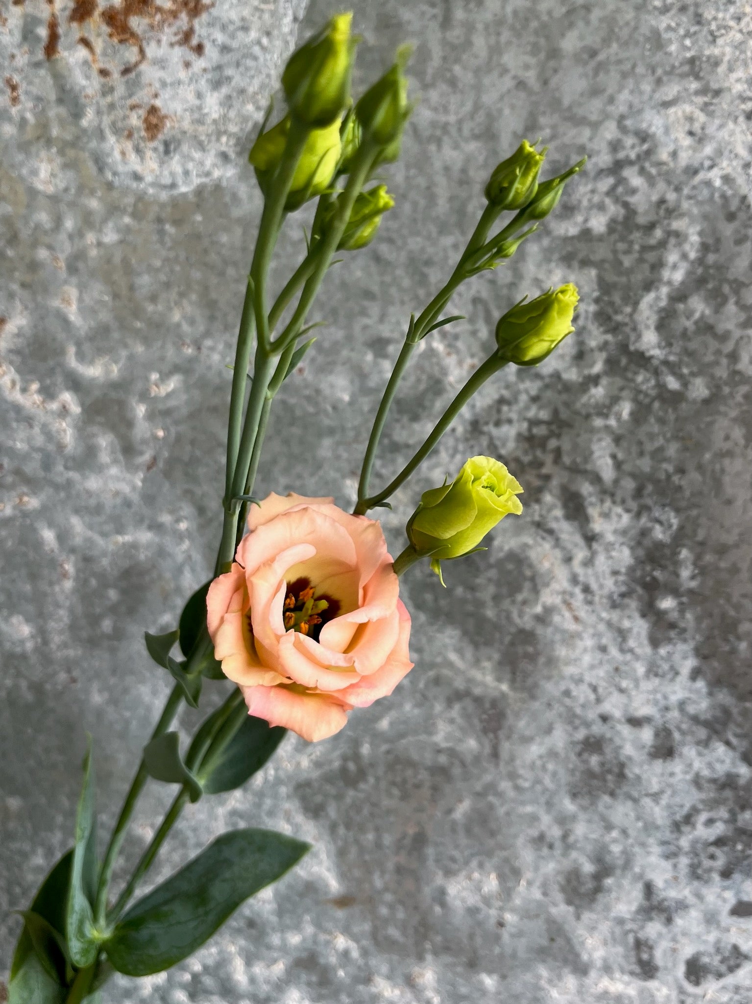 Lisianthus