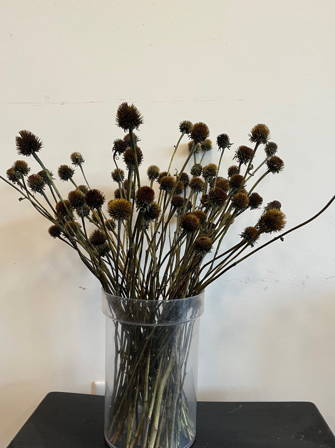 Echinacea- Centers- DRIED