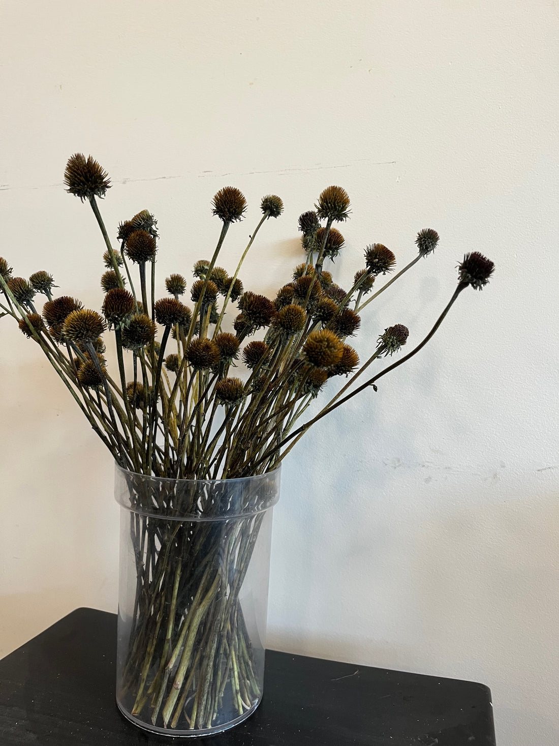 Echinacea- Centers- DRIED