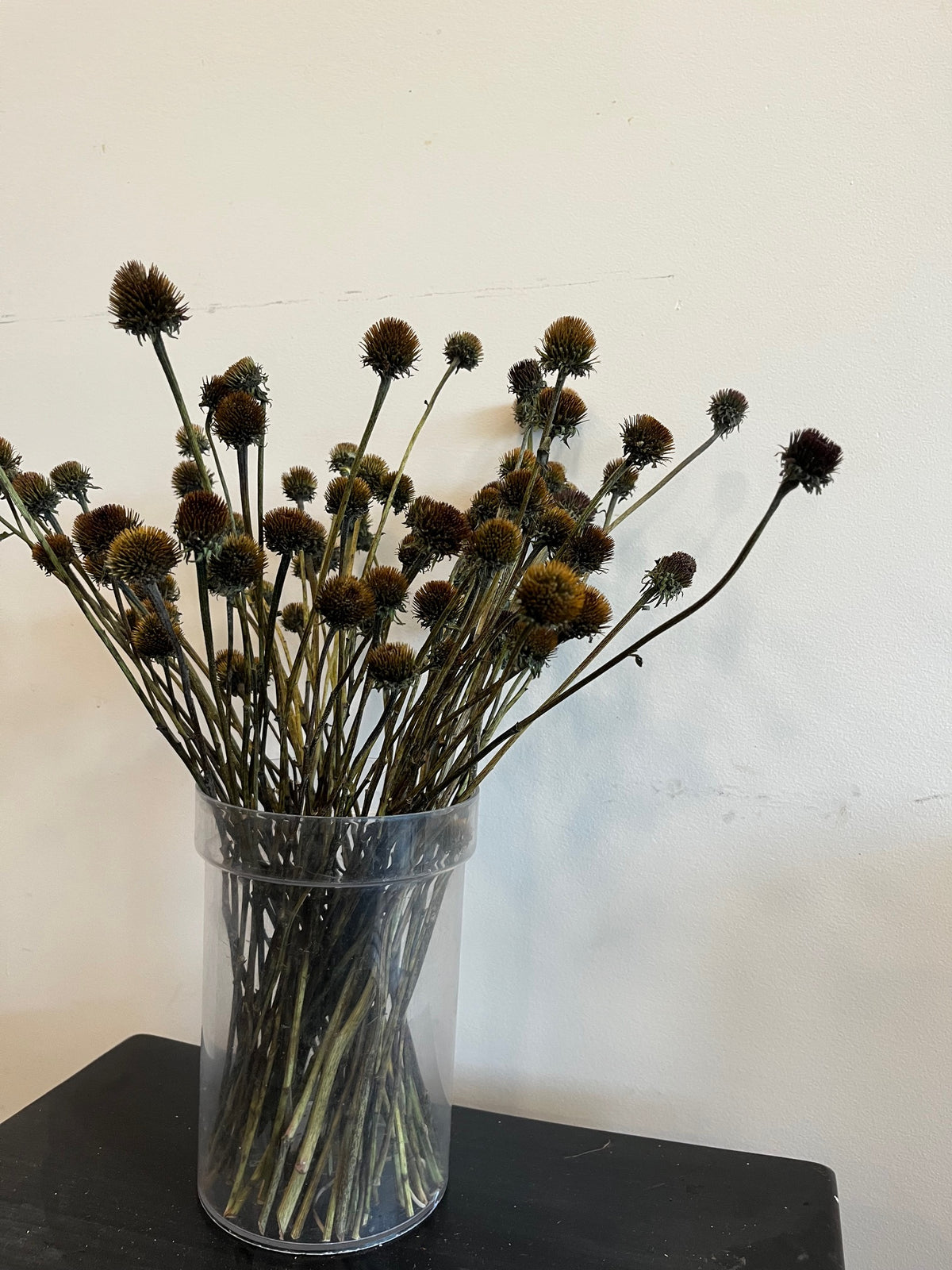 Echinacea- Centers- DRIED