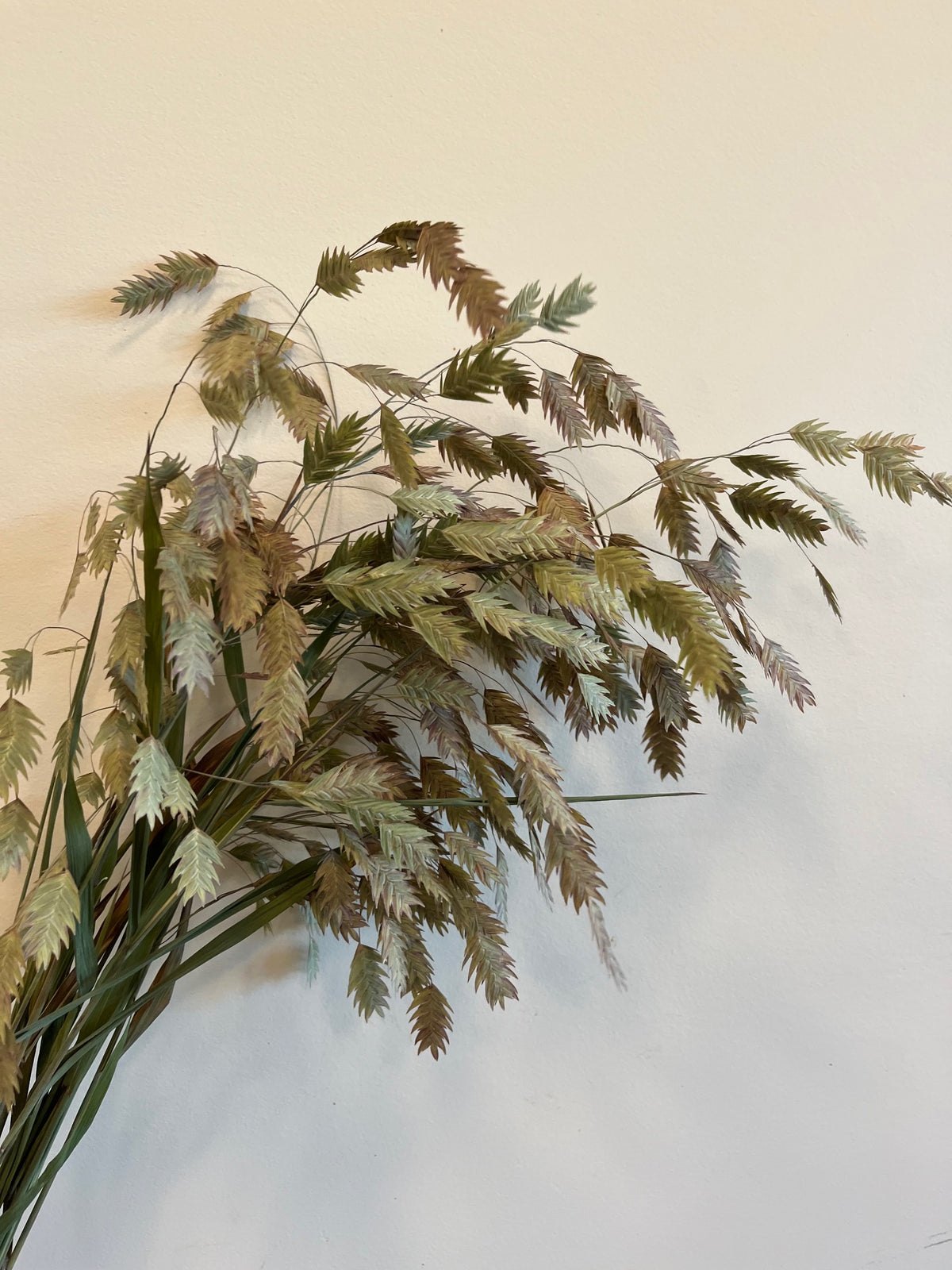 Sea Oats- DRIED