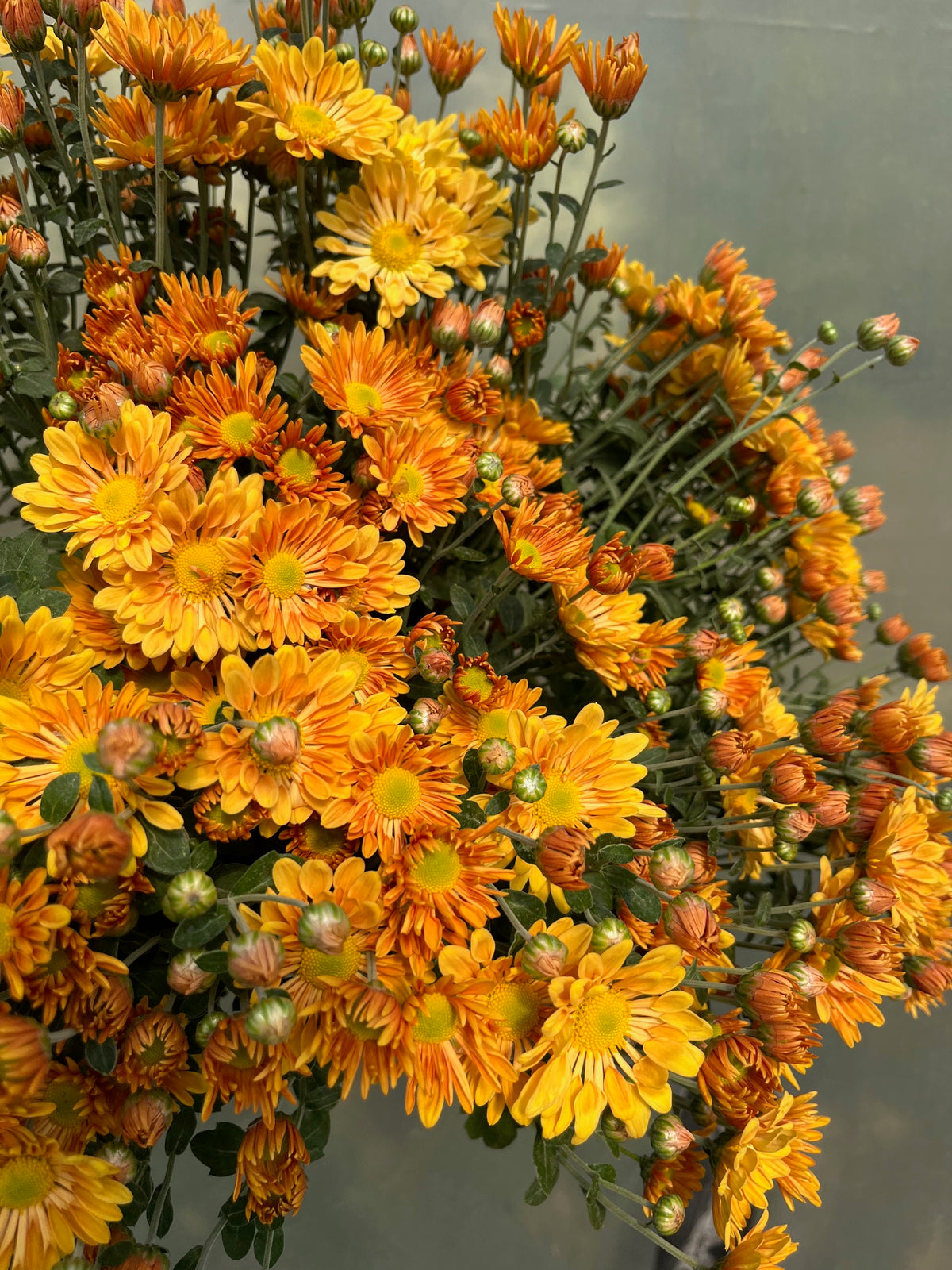 Chrysanthemum