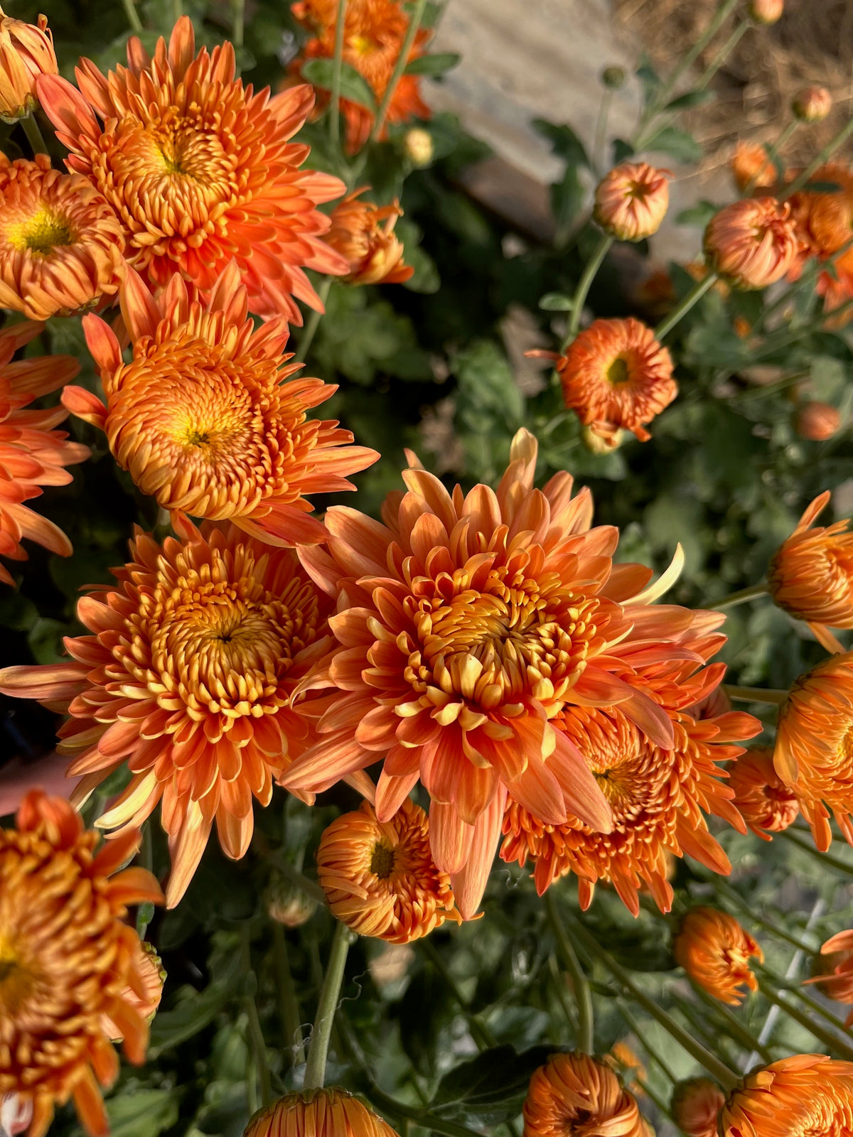 Chrysanthemum