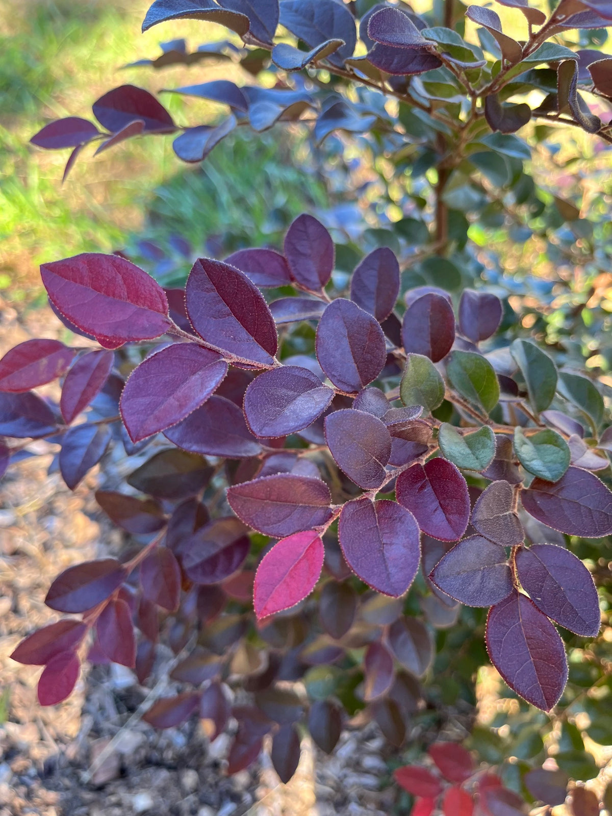 Lorapetalum- Foliage