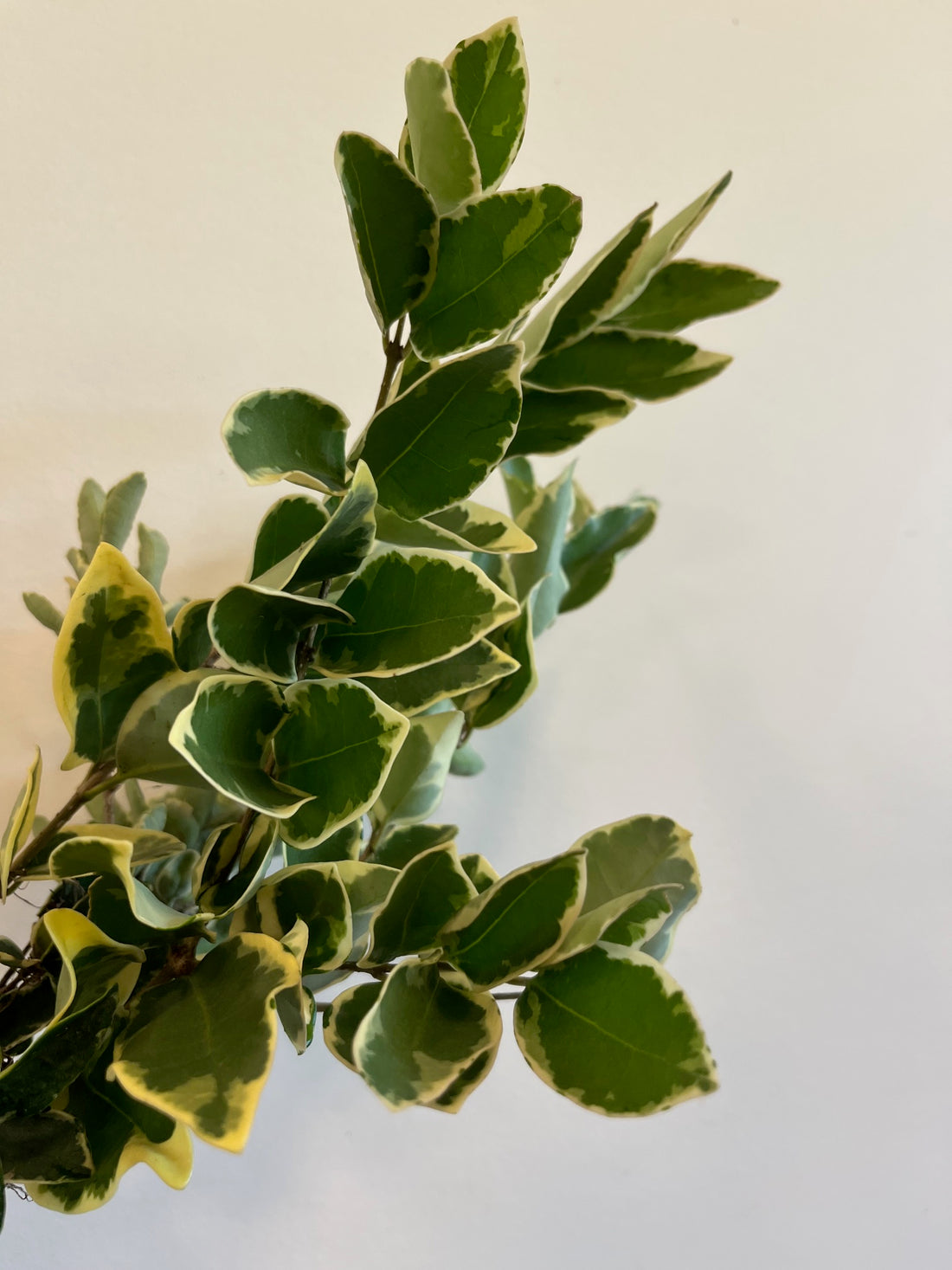 Euonymous- Variegated Green White