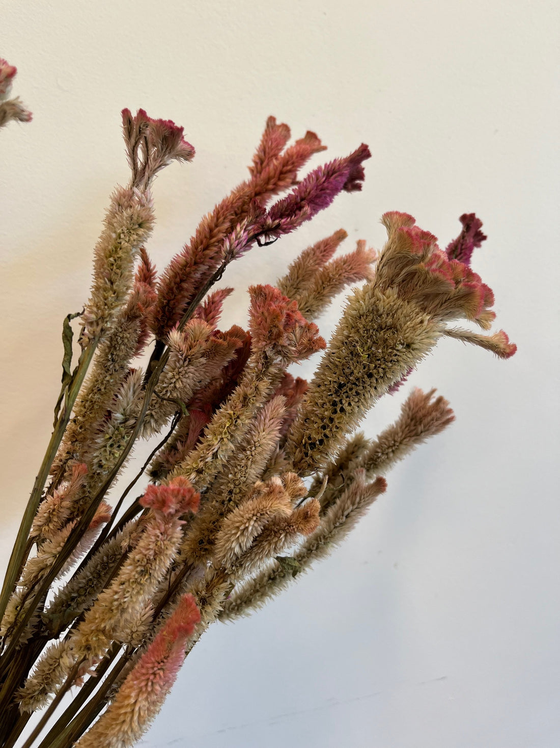 Coxcomb- Supercrest Mix- DRIED