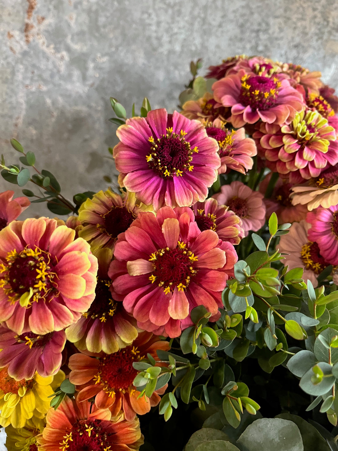 Zinnia Heirloom