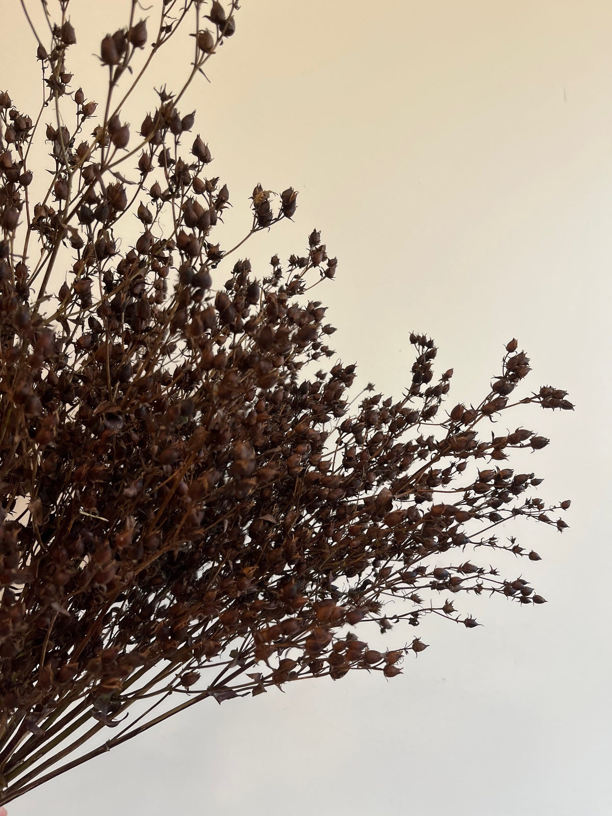 Penstemmon Seed Pod- DRIED