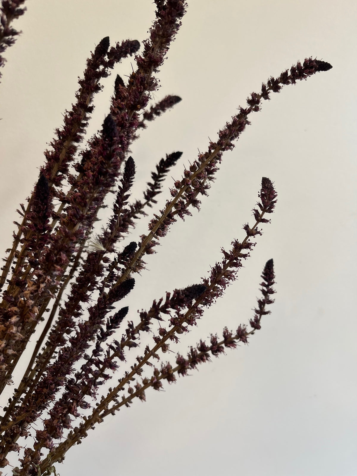Lysimachia- Beaujolais- DRIED