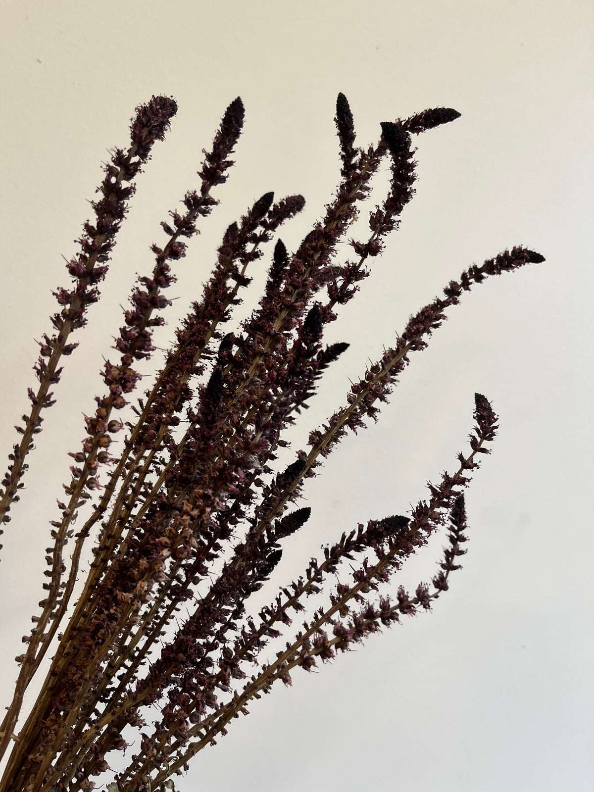 Lysimachia- Beaujolais- DRIED