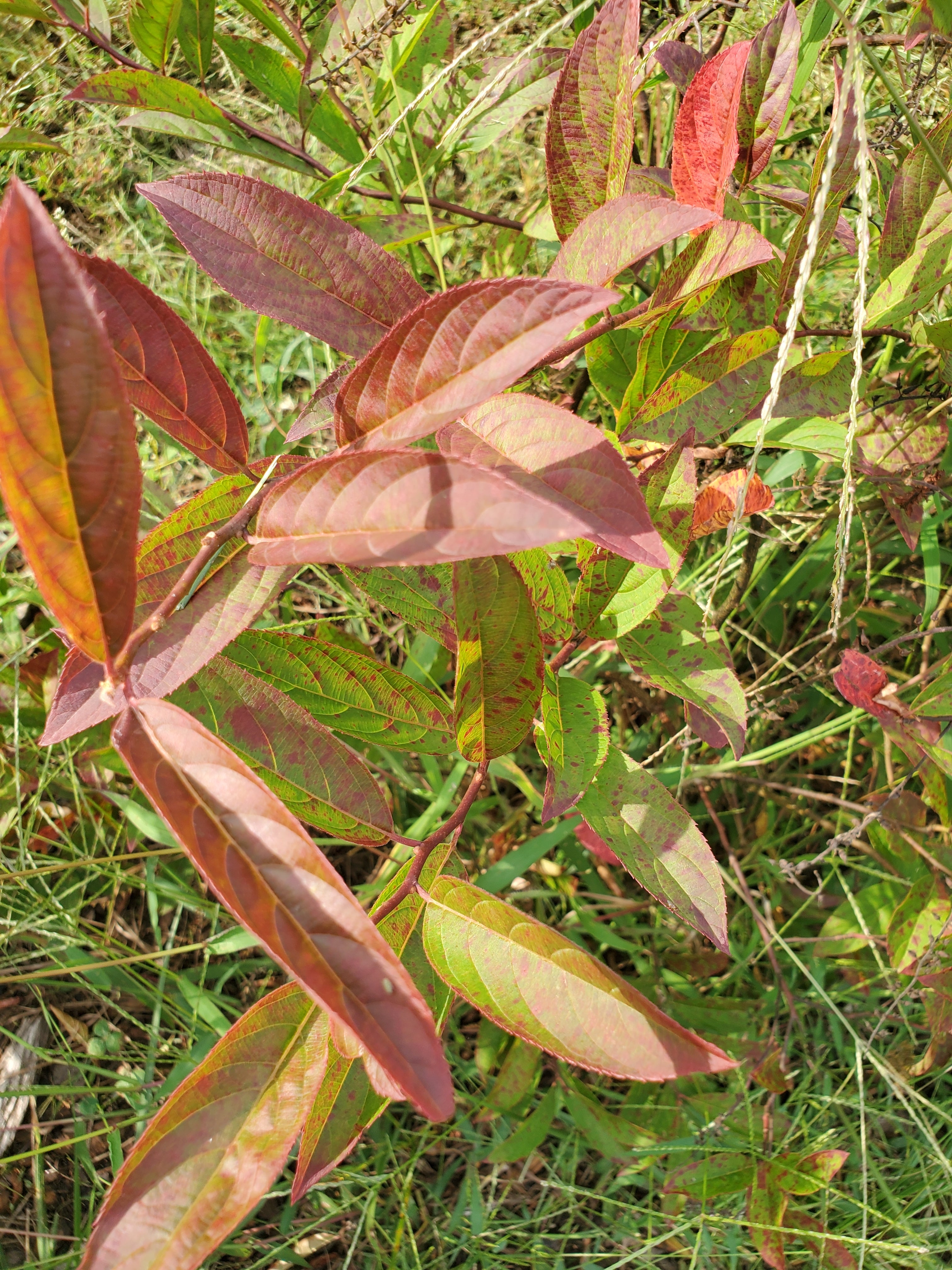 Itea- Foliage