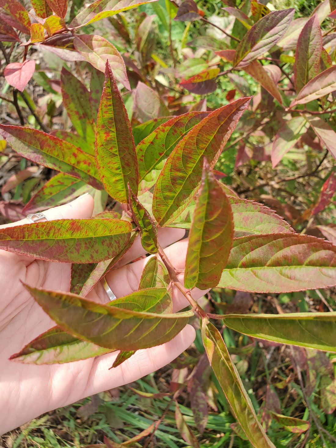 Itea- Foliage