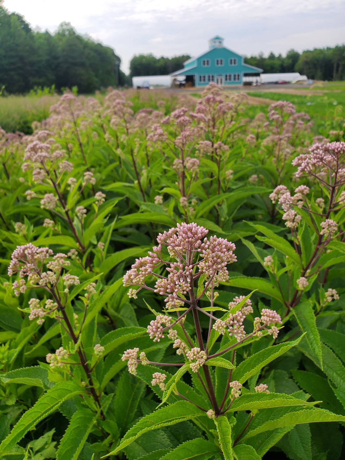 Joe Pye Weed