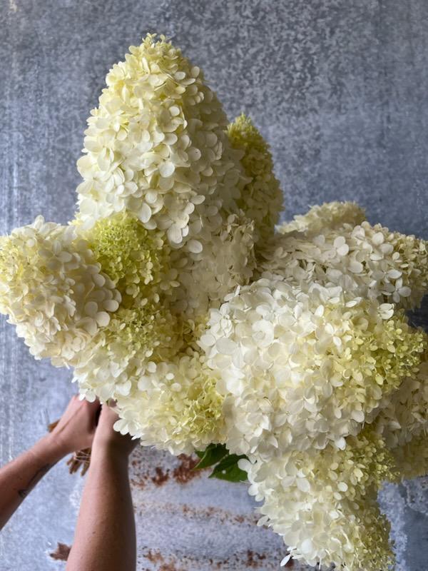 Hydrangea