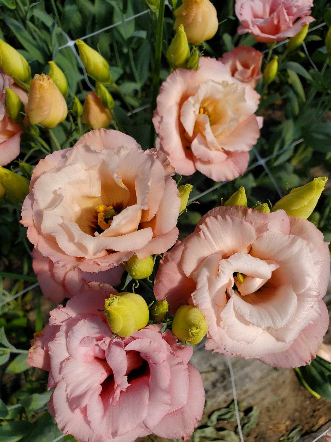Lisianthus