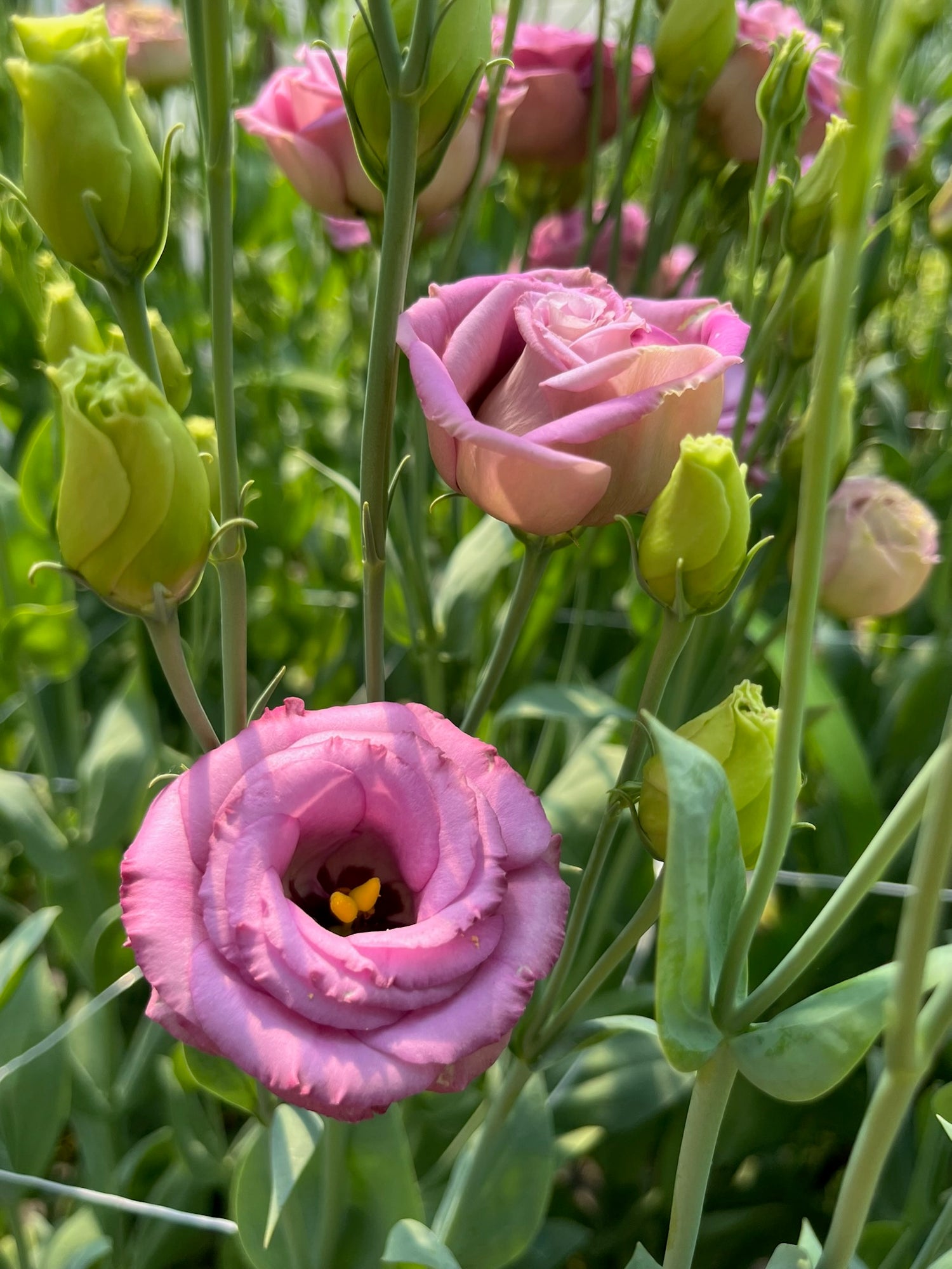 Lisianthus
