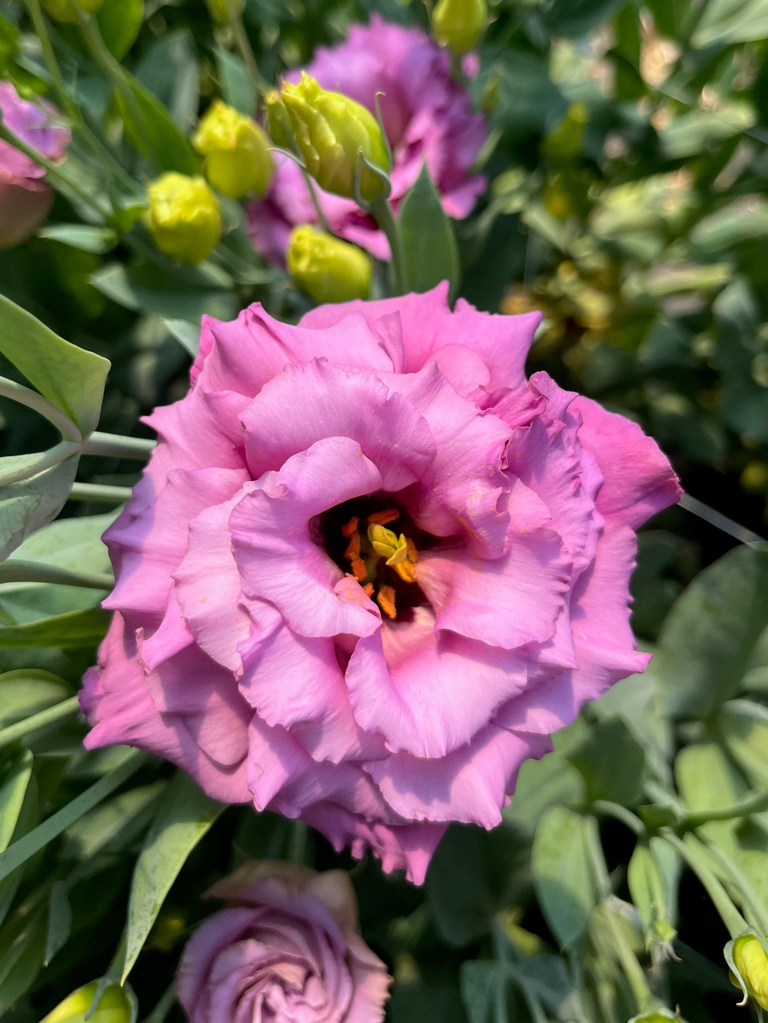 Lisianthus