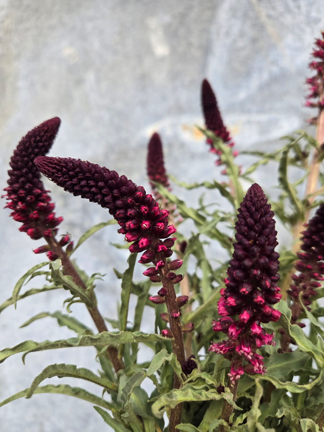 Lysimachia- Beaujolais
