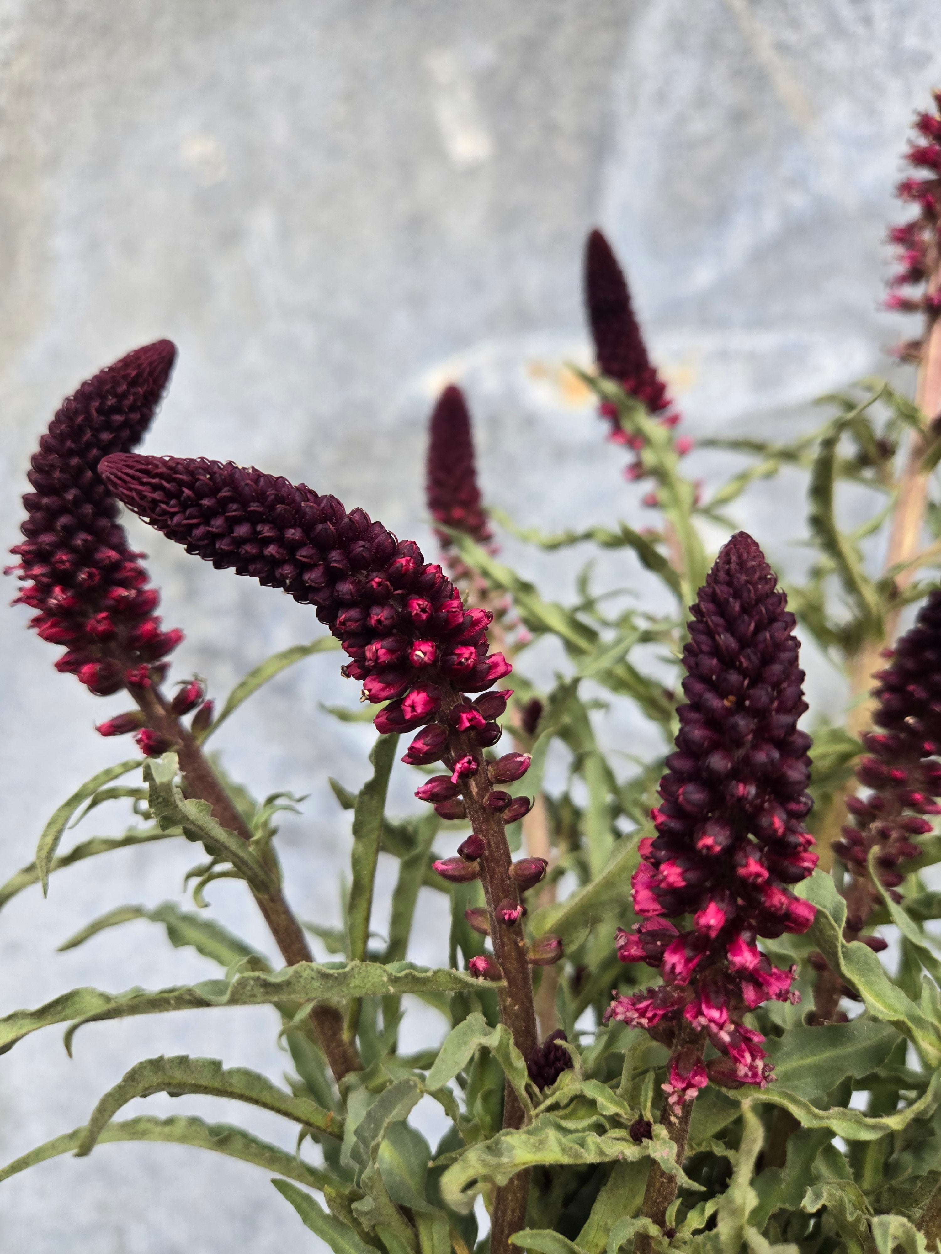 Lysimachia- Beaujolais