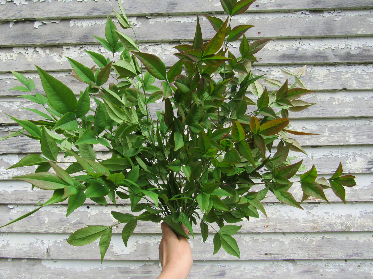 Nandina Foliage